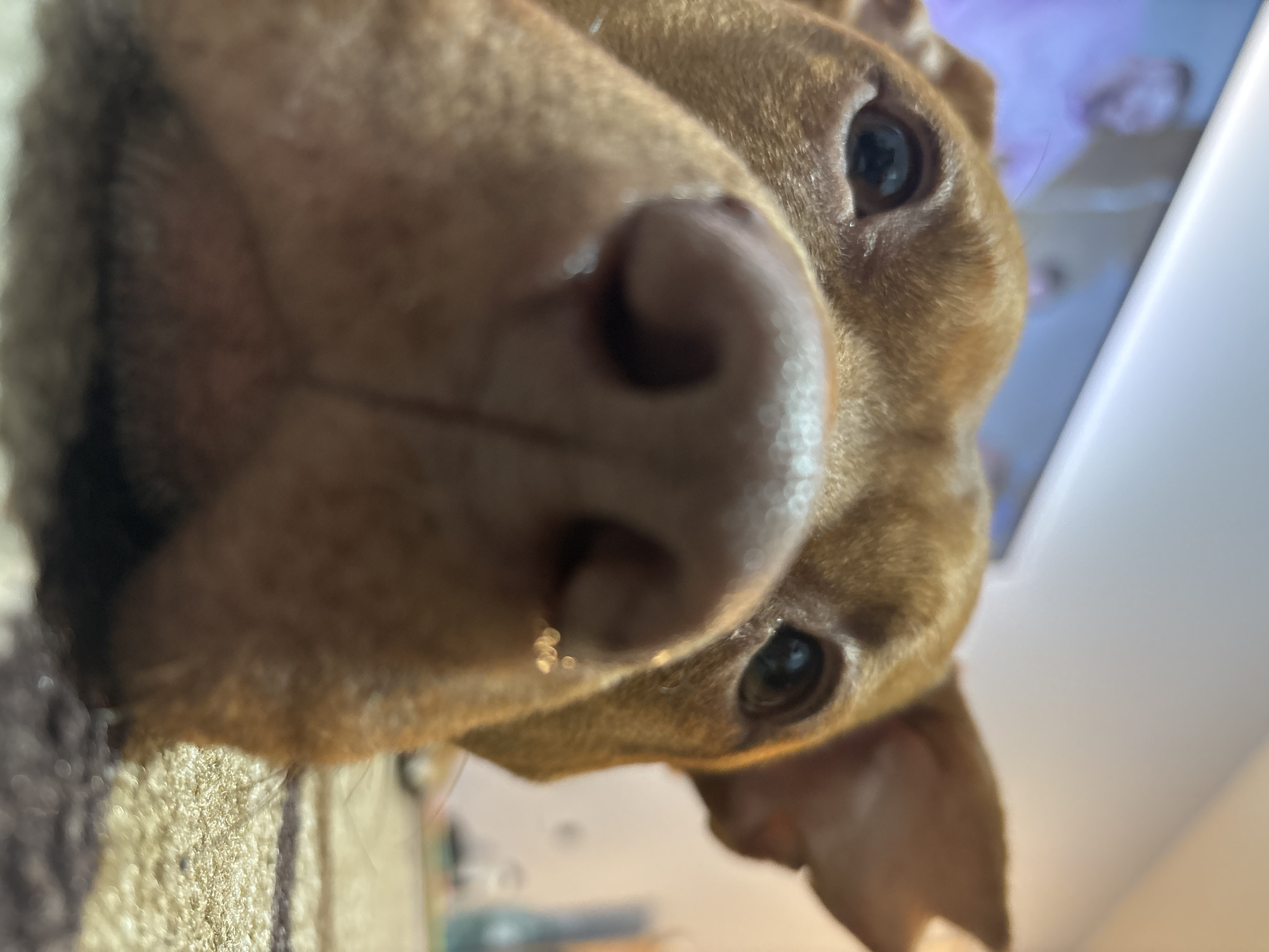 Sofia resident documents pets and everyday moments across city