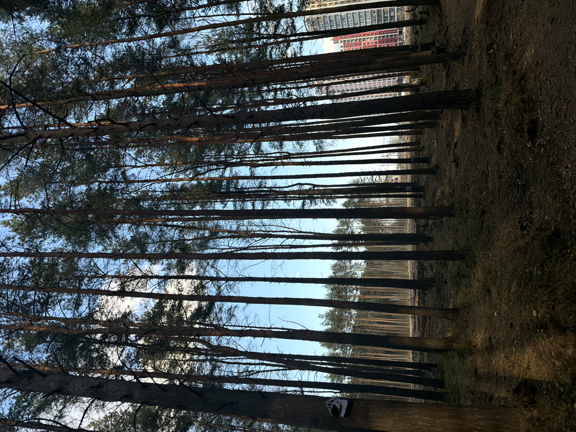 Forest view captures urban skyline beyond trees in Lavriki