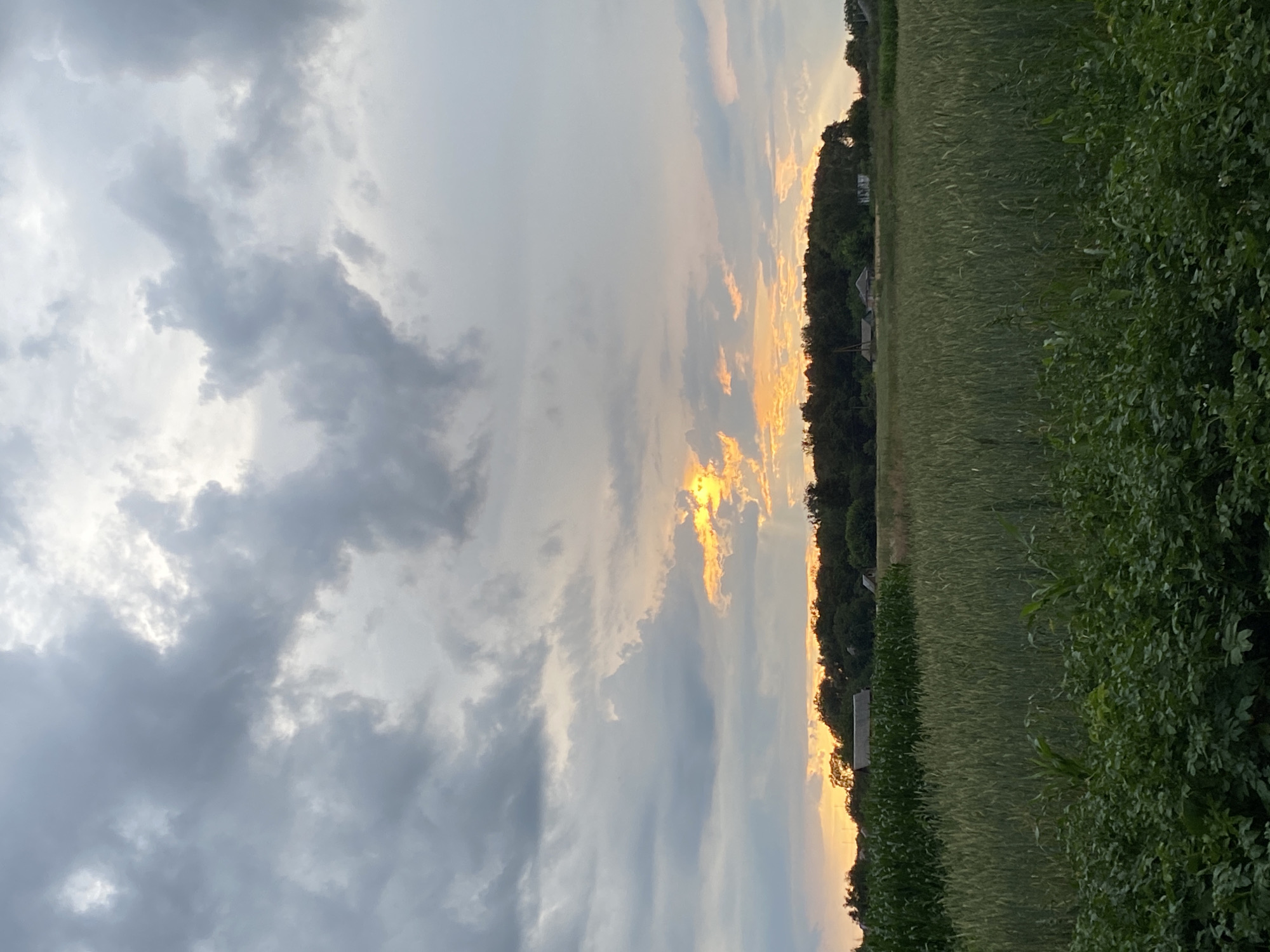 Backyard grill going, crops in the field, dusk rolling in