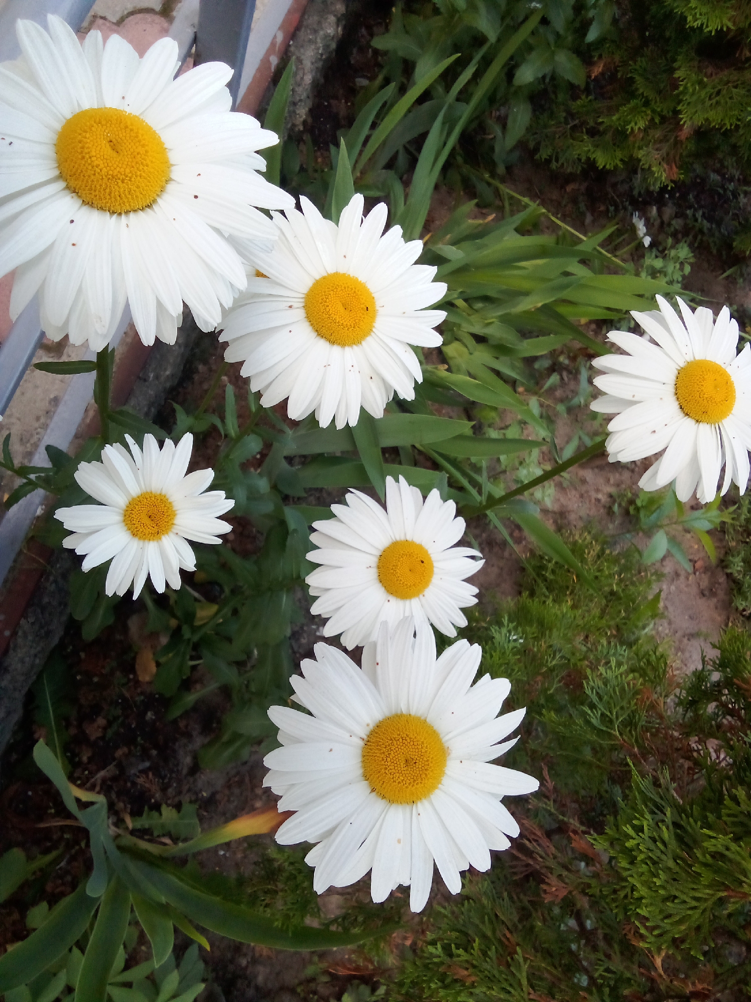 Flowers, street scenes, and small-town details in Zhmerynka