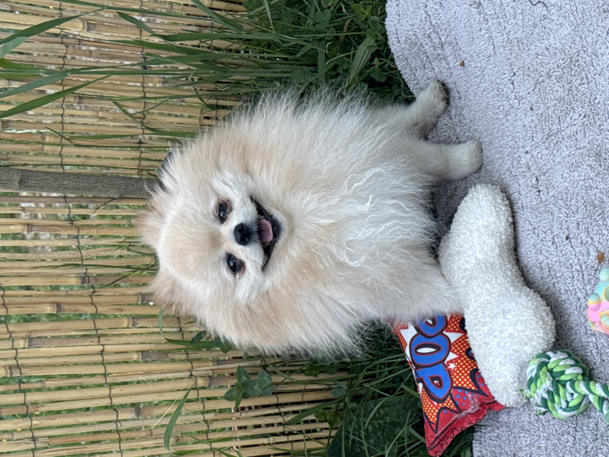Pomeranian enjoys outdoor playtime with toys in German town