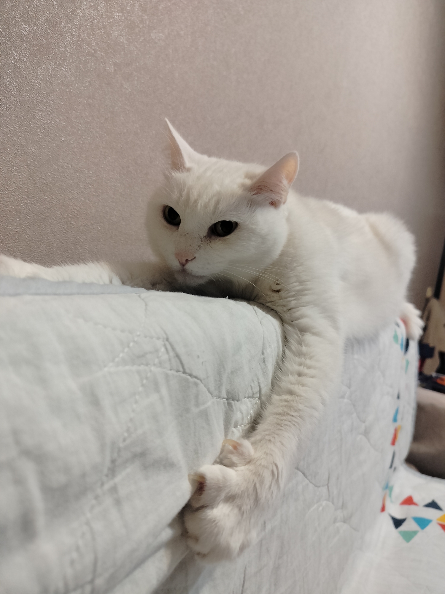 Woman and white cat share quiet afternoon moment in bed
