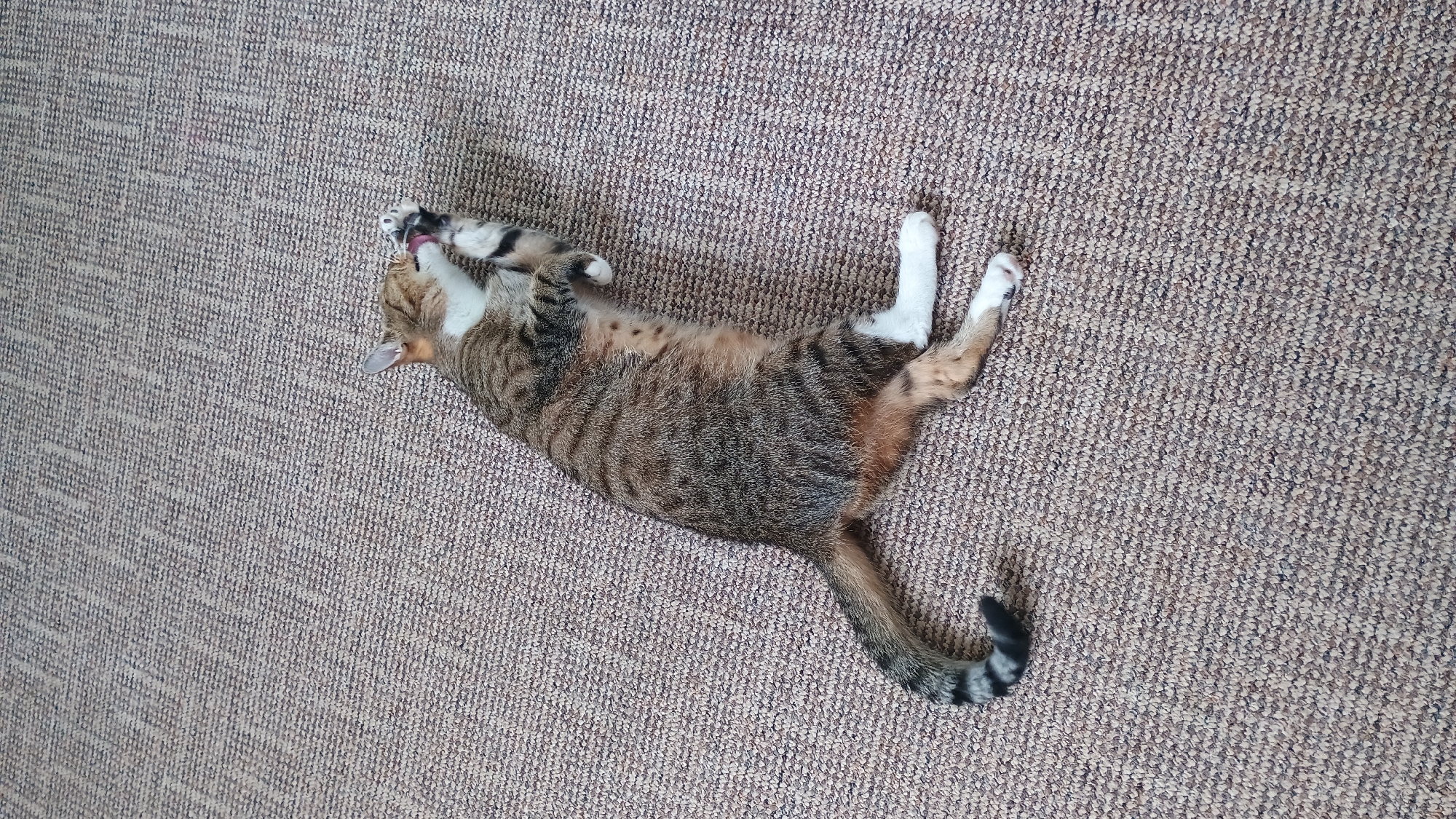 Two cats doing cat things in a Sokolov apartment