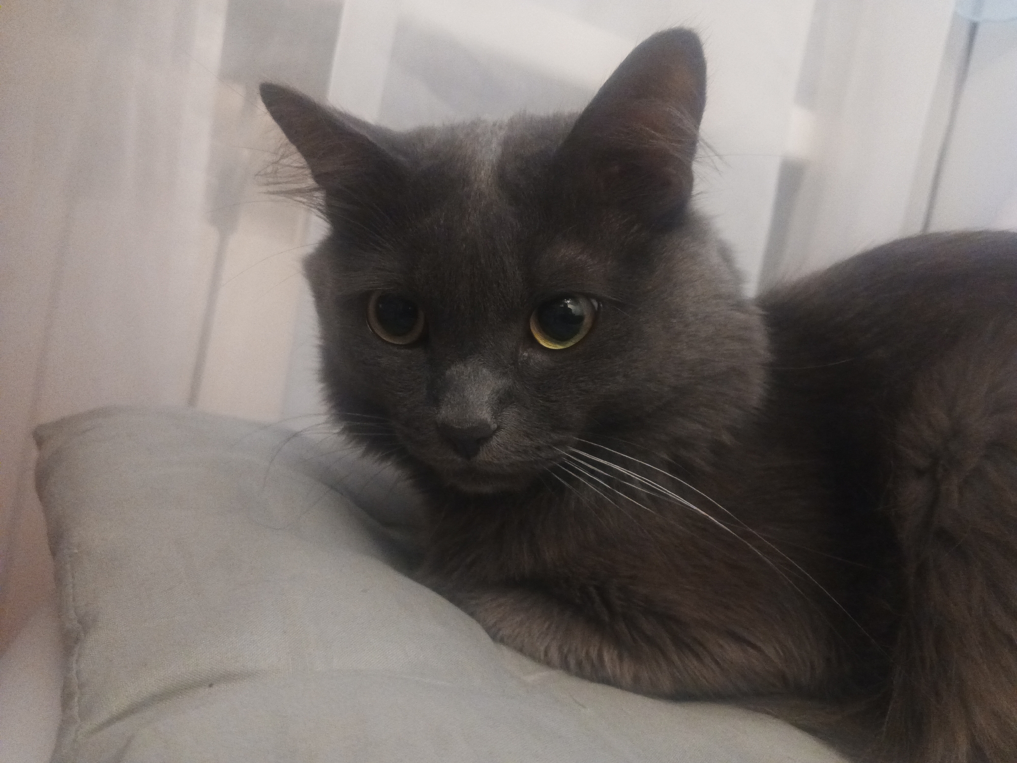 Grey cat at home in Biysk, with scattered household snapshots