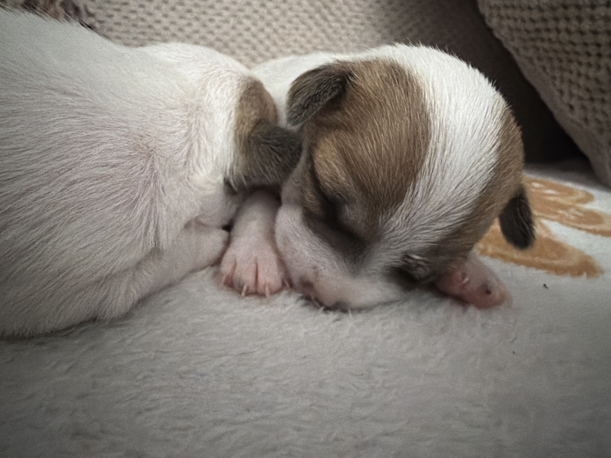 Newborn puppies sleeping soundly in Svetovrachene