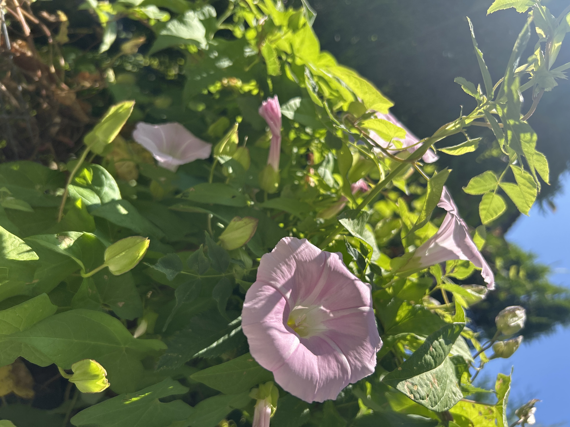 Summer morning details from a quiet Russian village