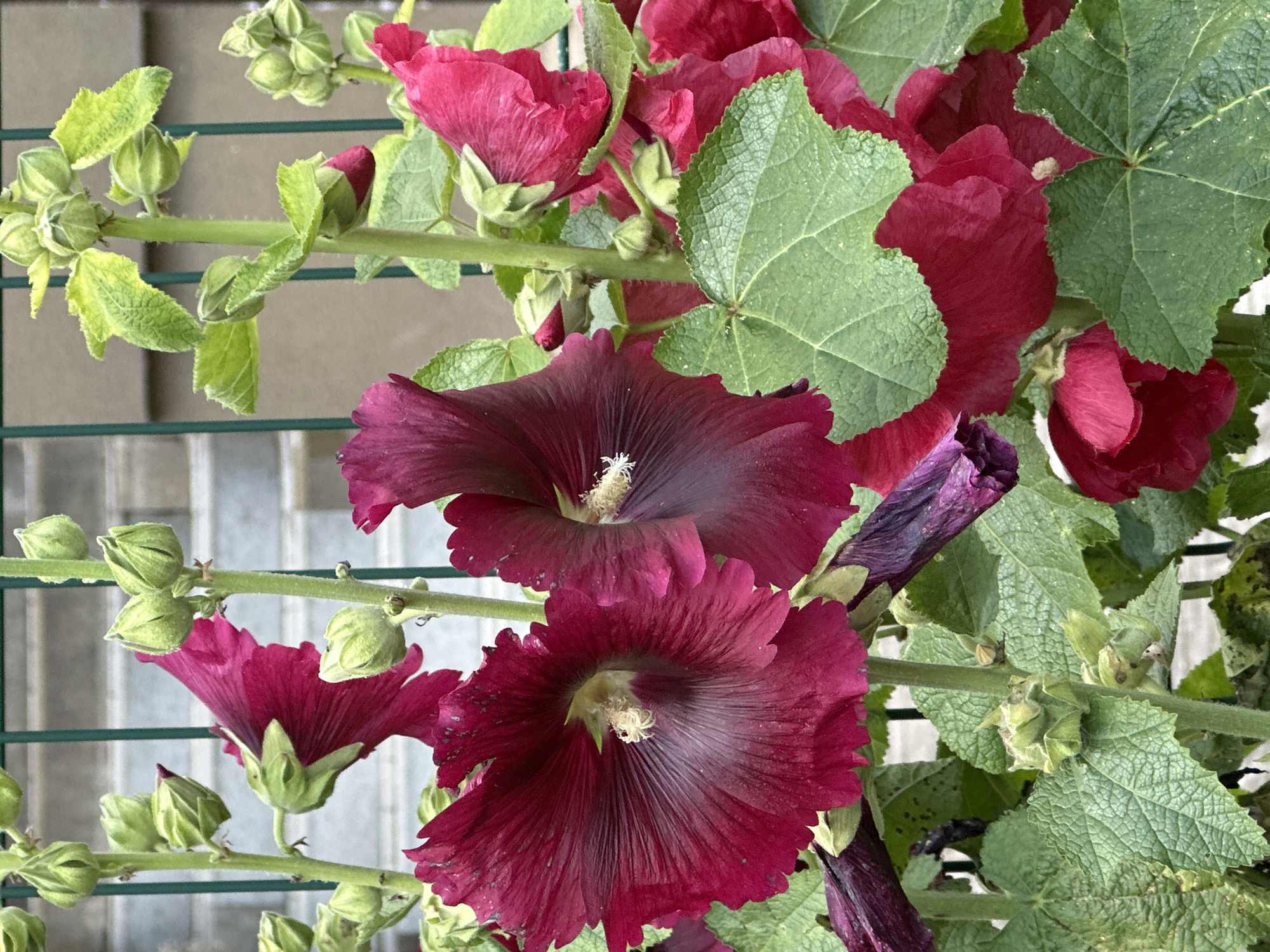 Red hollyhocks blooming against a green fence in Vilnius