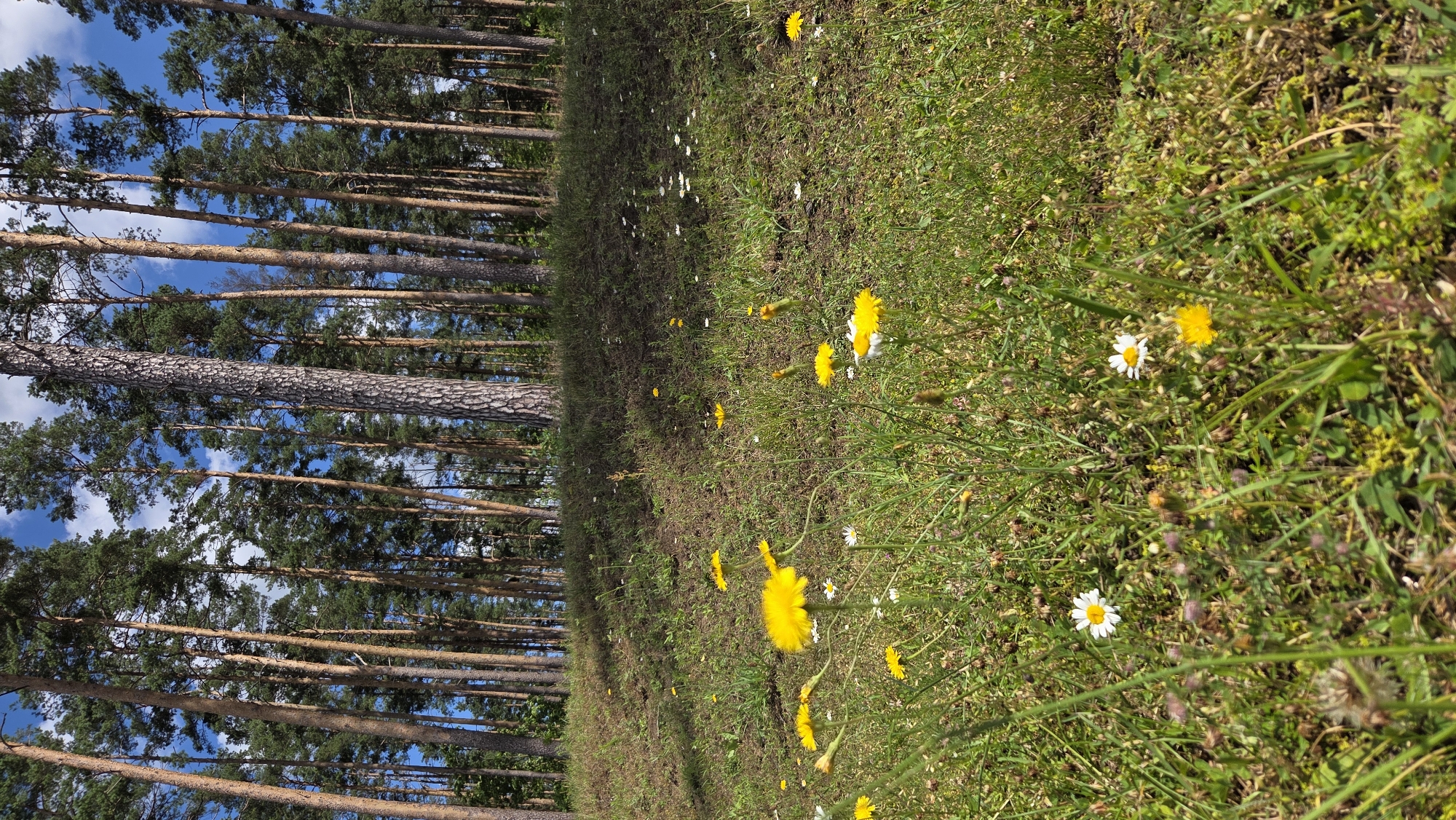 Bees, daisies, and pine forest on a bright Riga morning
