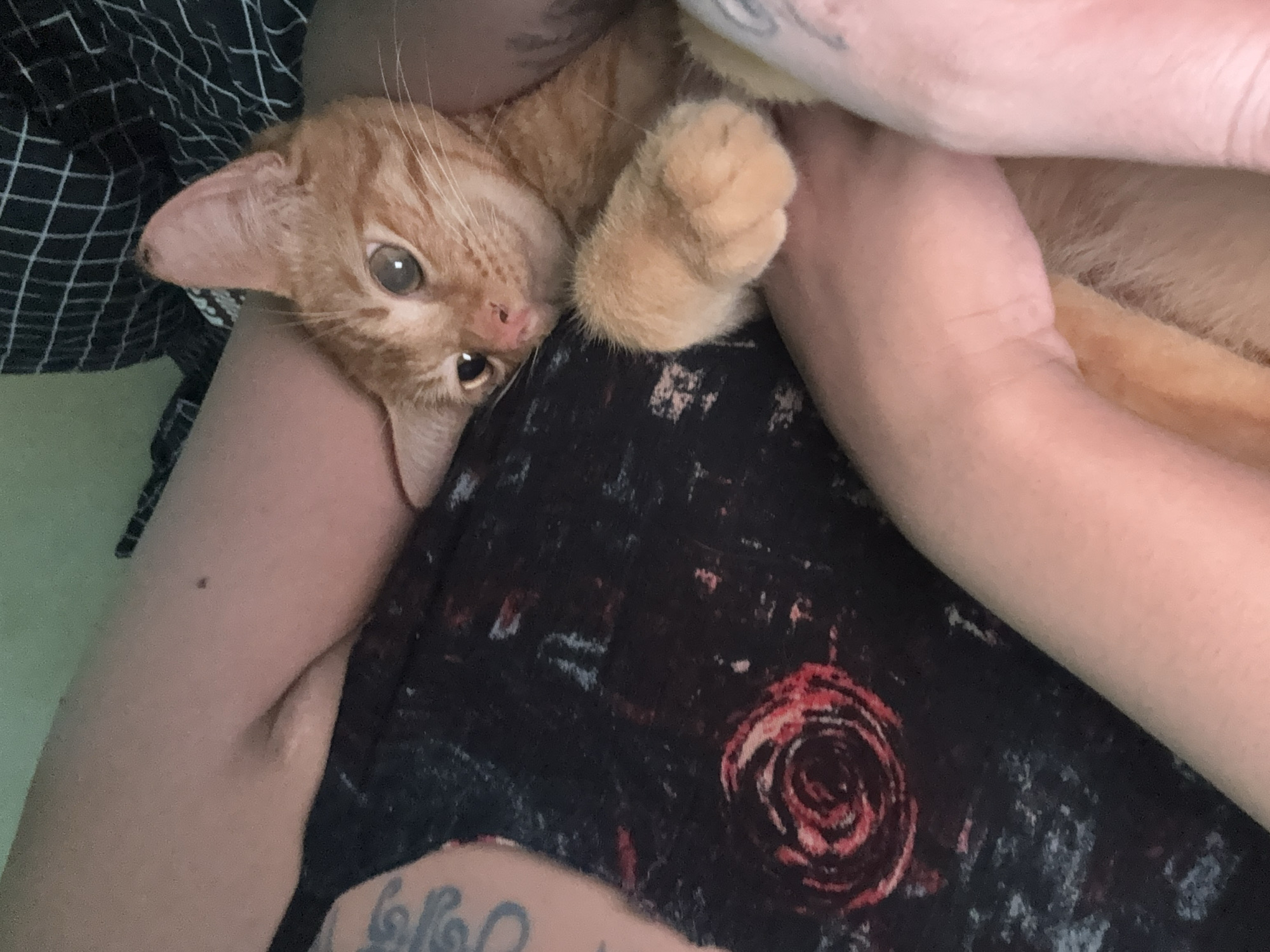 Person holds orange tabby cat on bed with child present