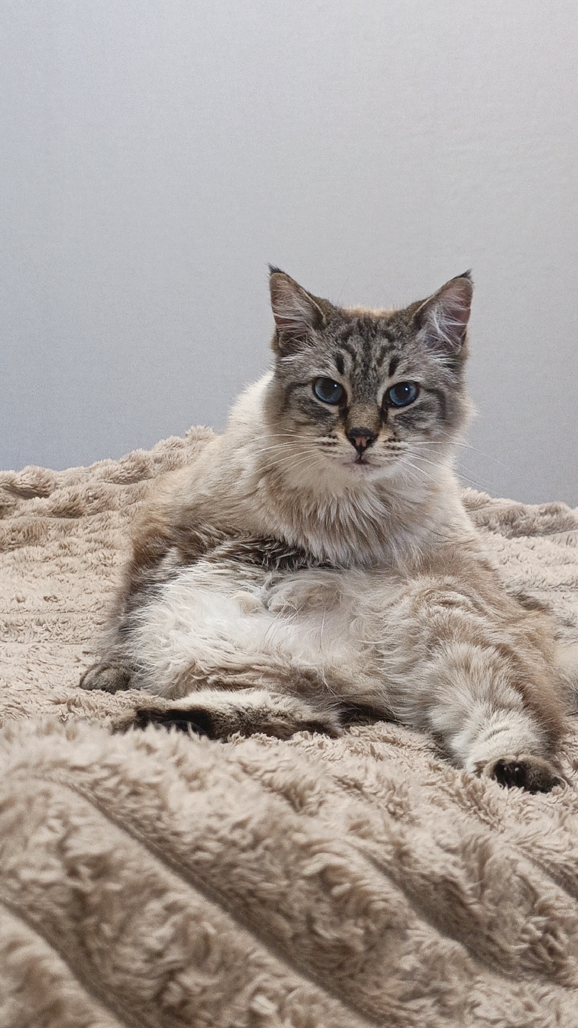 Blue-eyed cat photographed on blanket in Sevastopol home