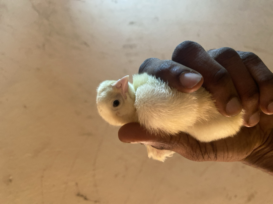 Chick care documented in rural Nigerian setting