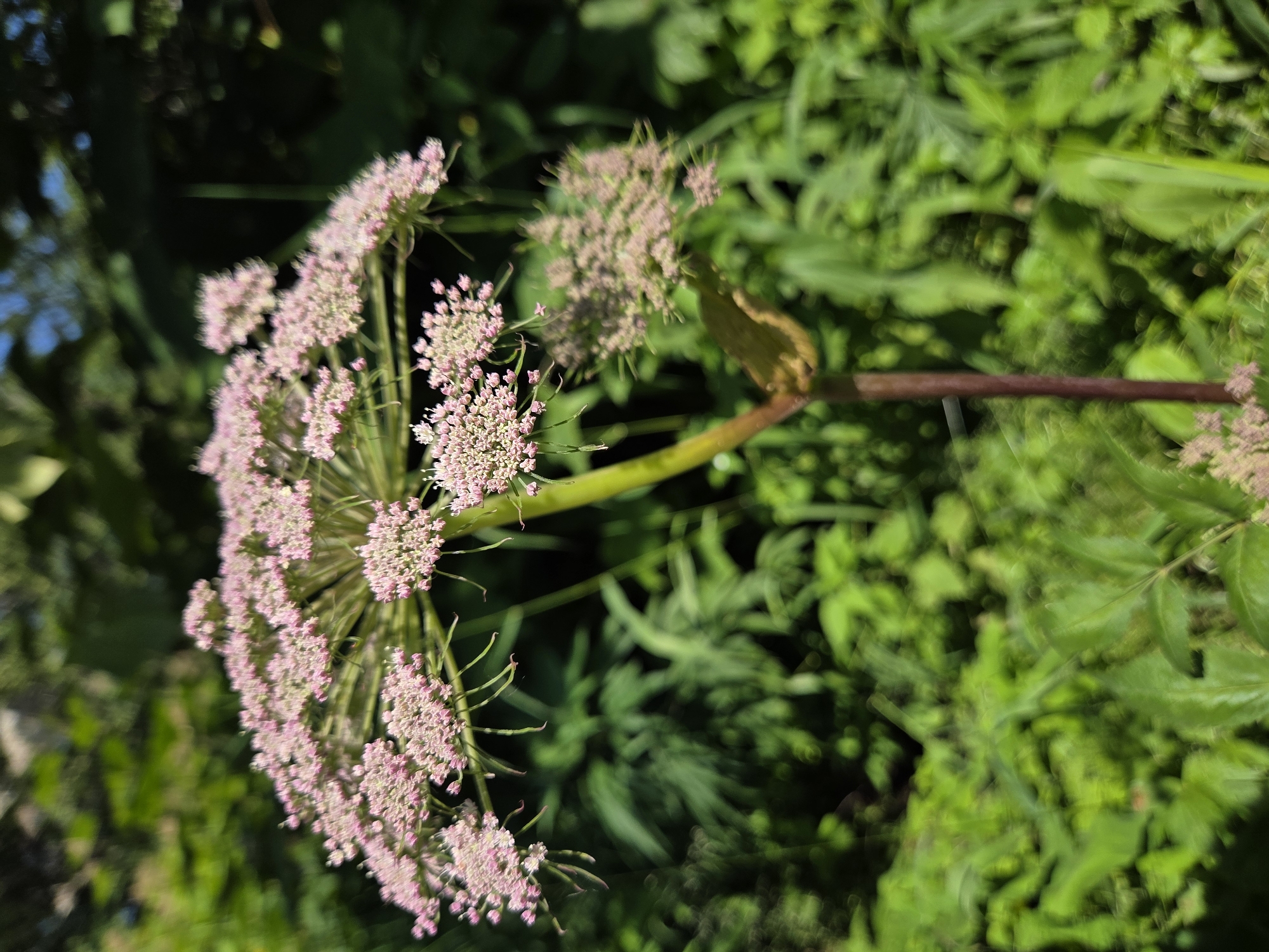 Wildflowers and worn apartment buildings on a summer morning