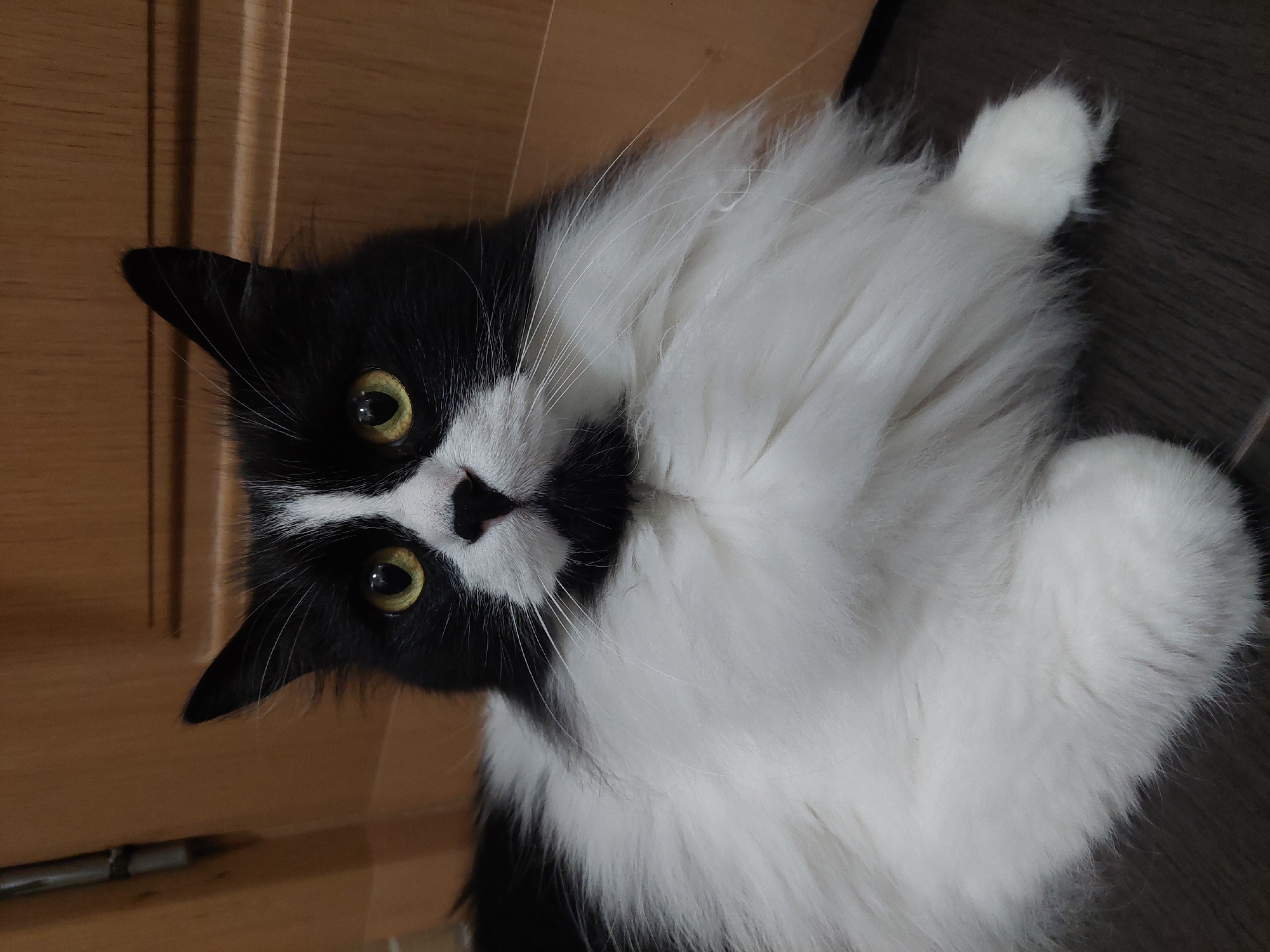 Cat photo session captured in Plovdiv home