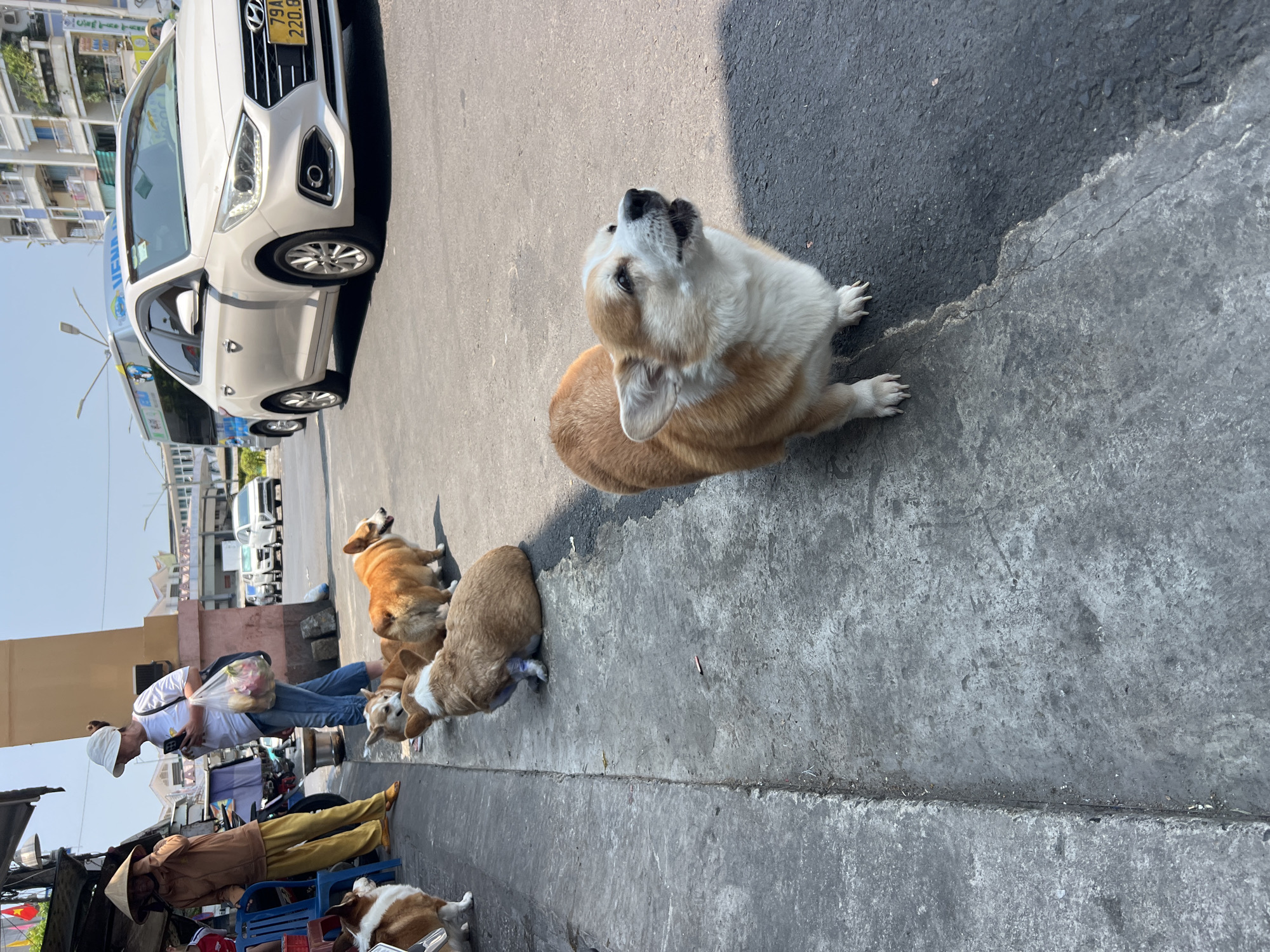 Five corgis line up on Nha Trang street