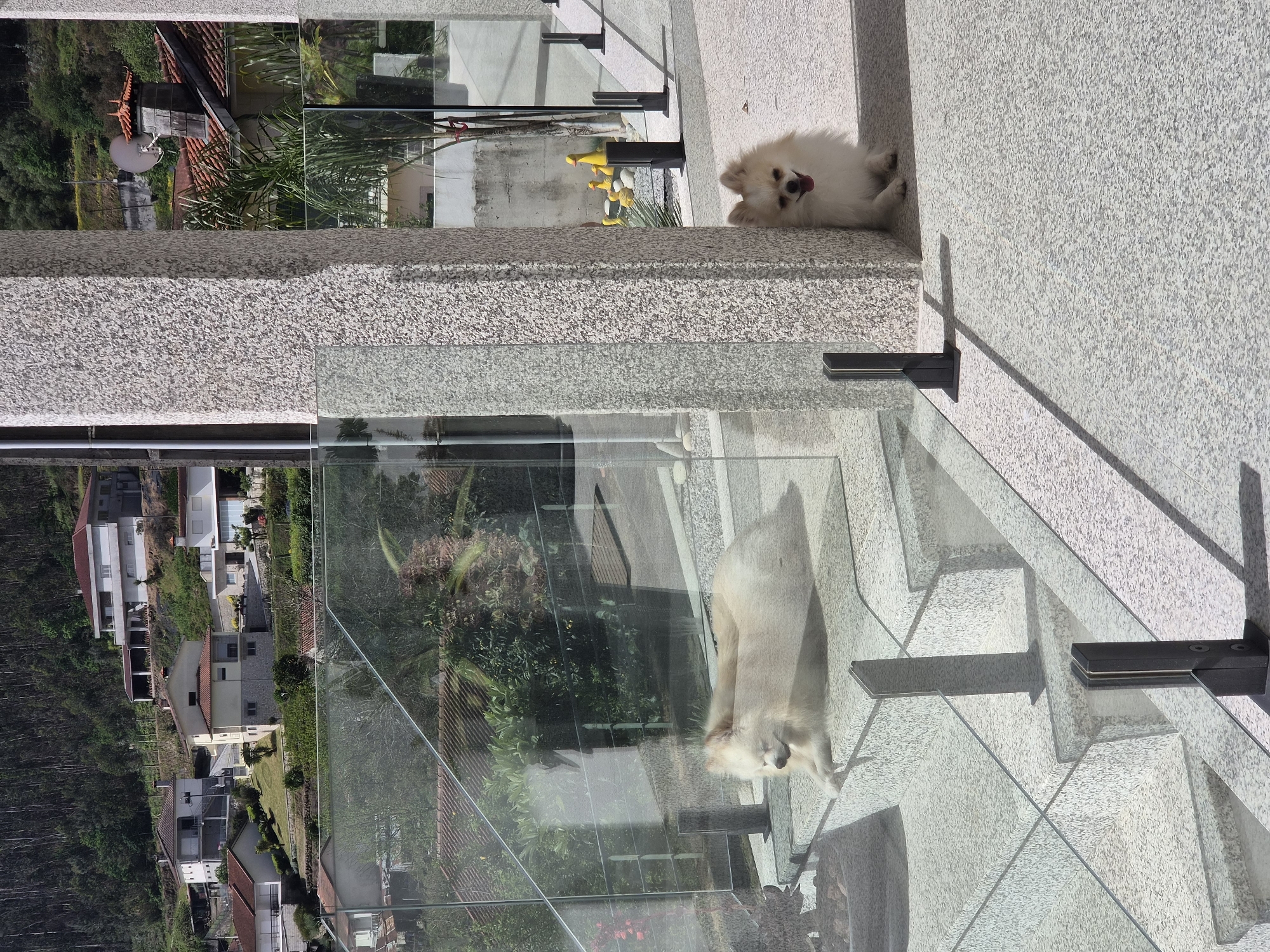 Pomeranians and cat play on Barcelos patio Thursday morning