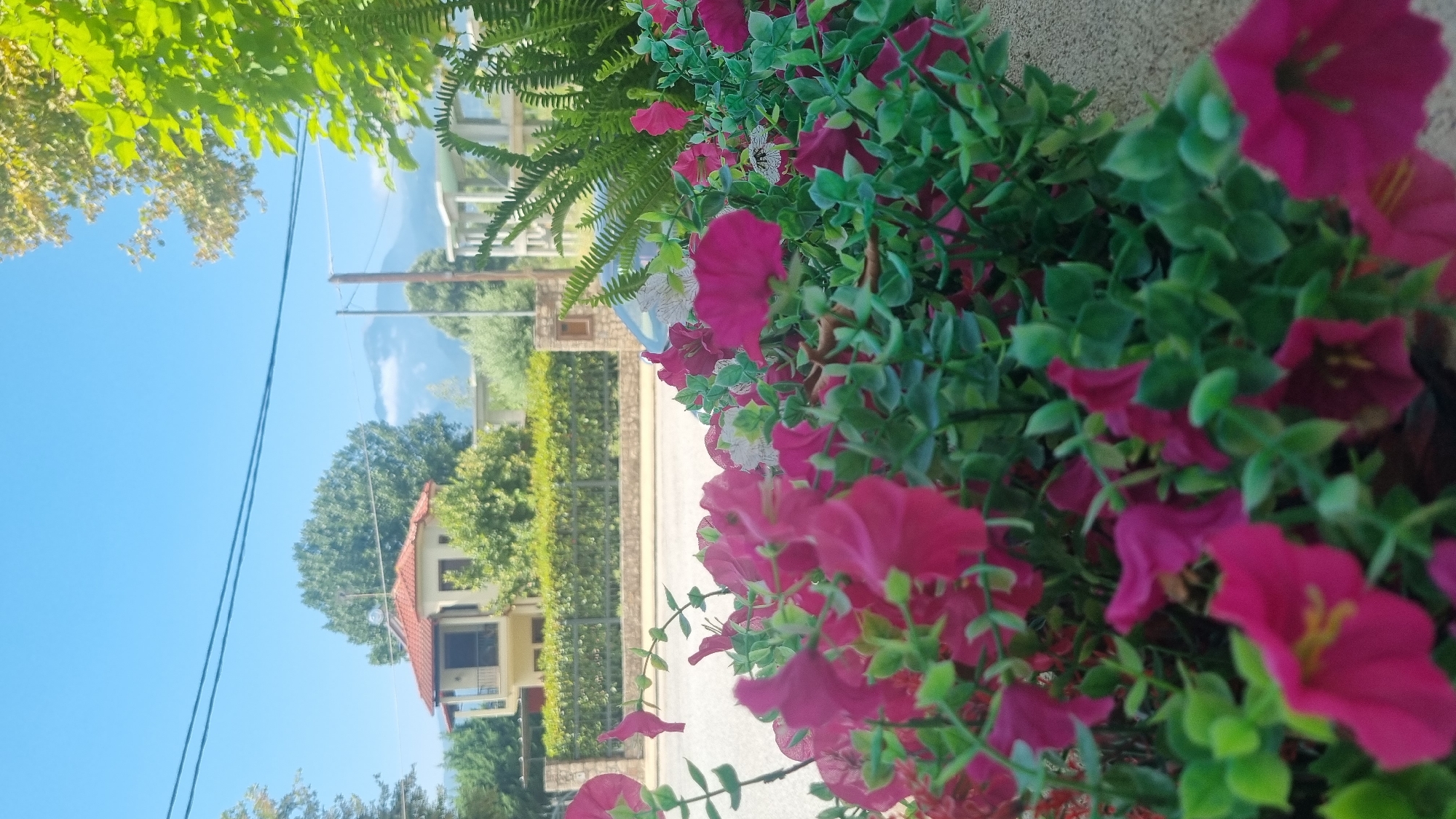 Flowers, mountains, and a waterfront restaurant in Limani Litochorou