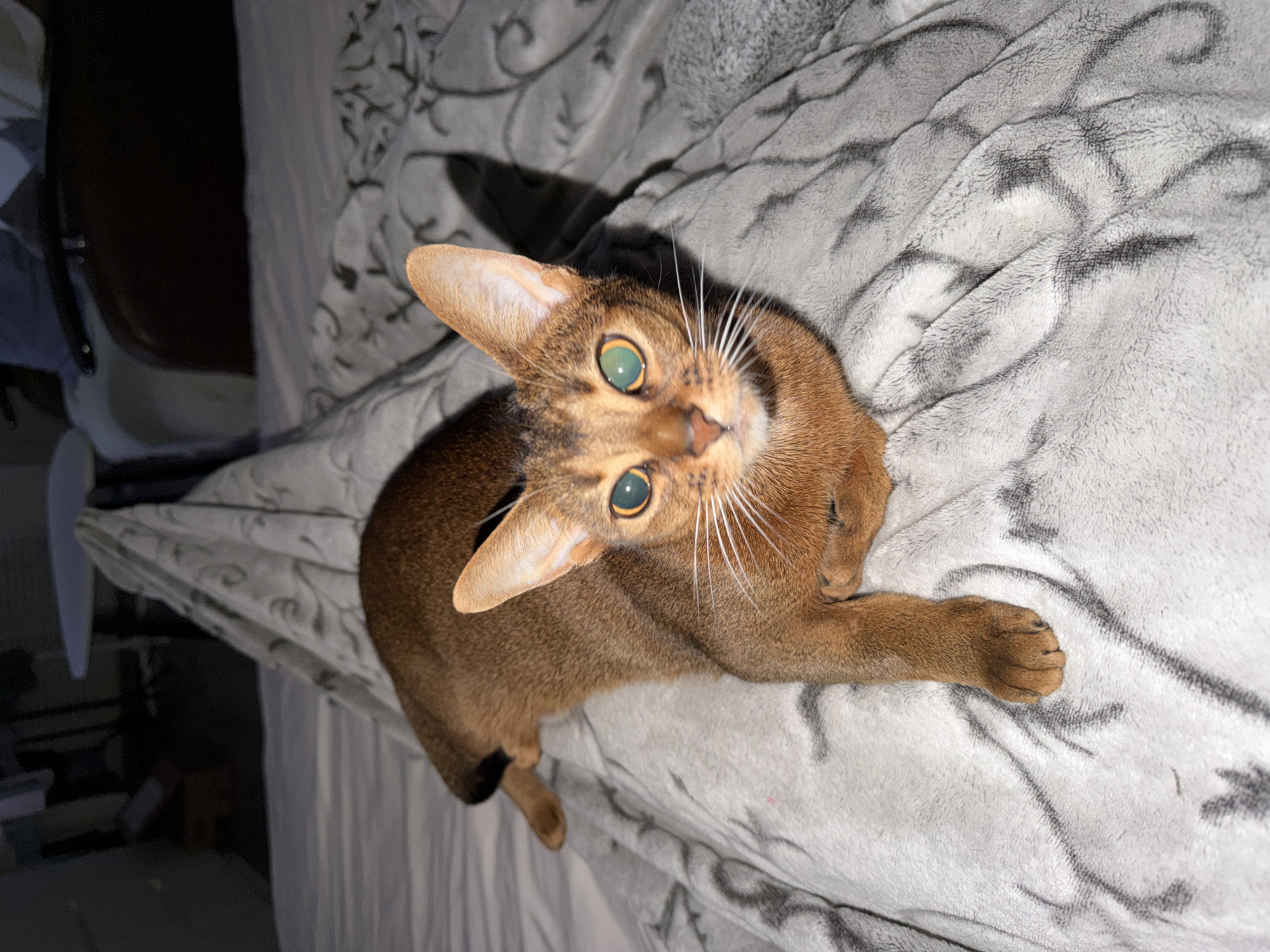 Abyssinian Cat Rests on Bed in Kazan