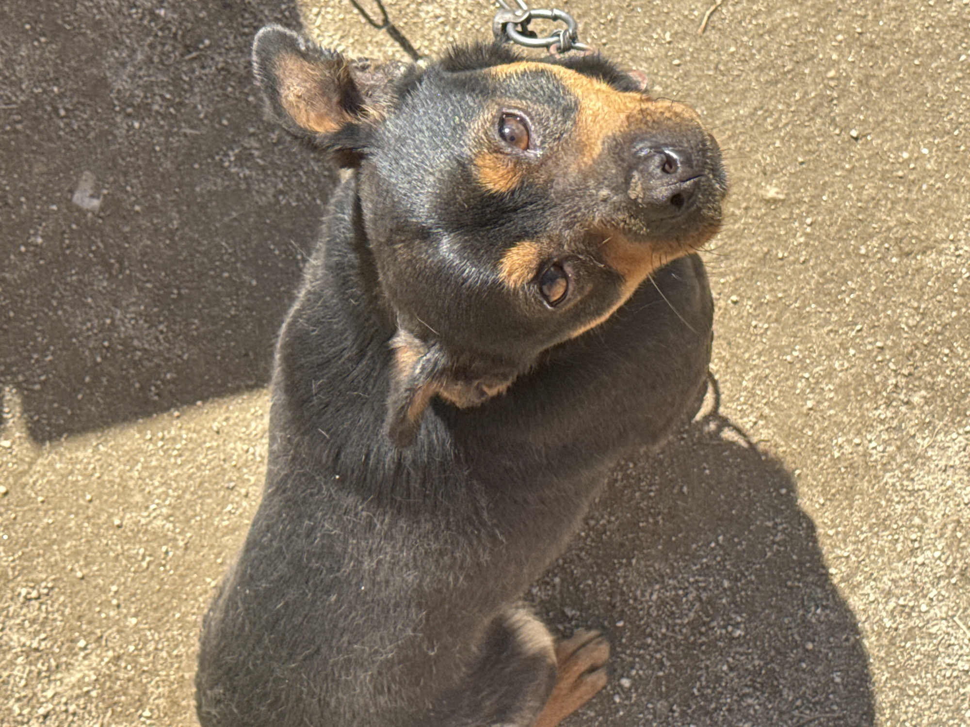Chained dog observed on gravel in Birkova, Bulgaria