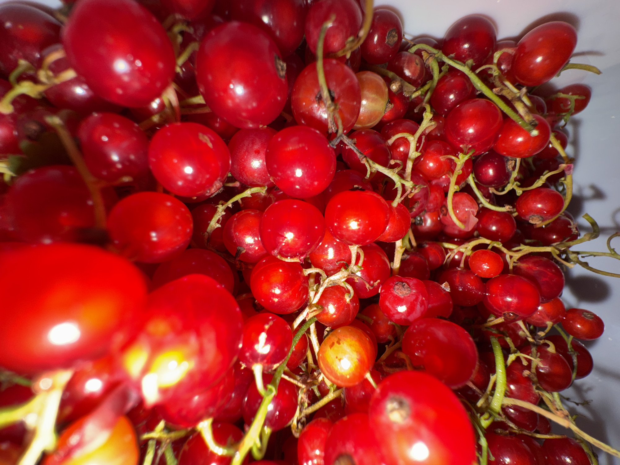 Macro food photography: red currants and salt crystals in Tbilisi
