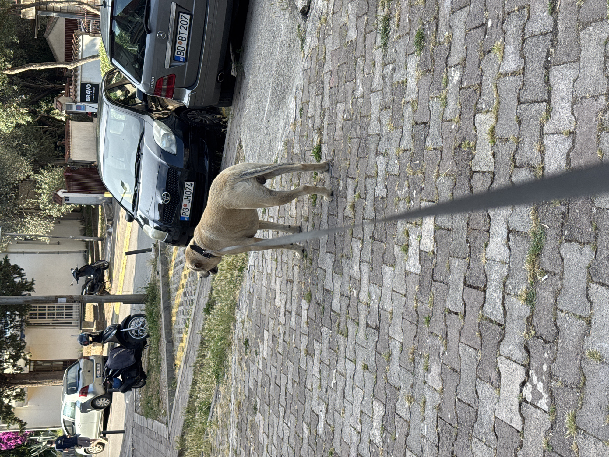 Family walks dog through Budva streets on Monday afternoon
