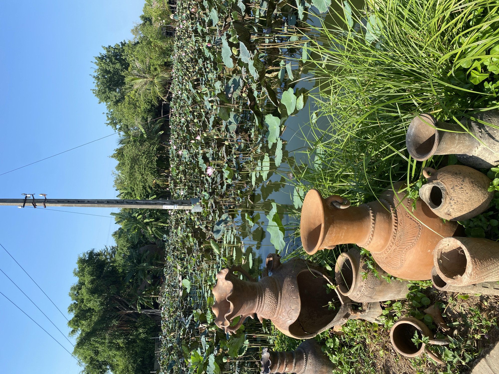 Morning at a lotus pond retreat in Nha Trang