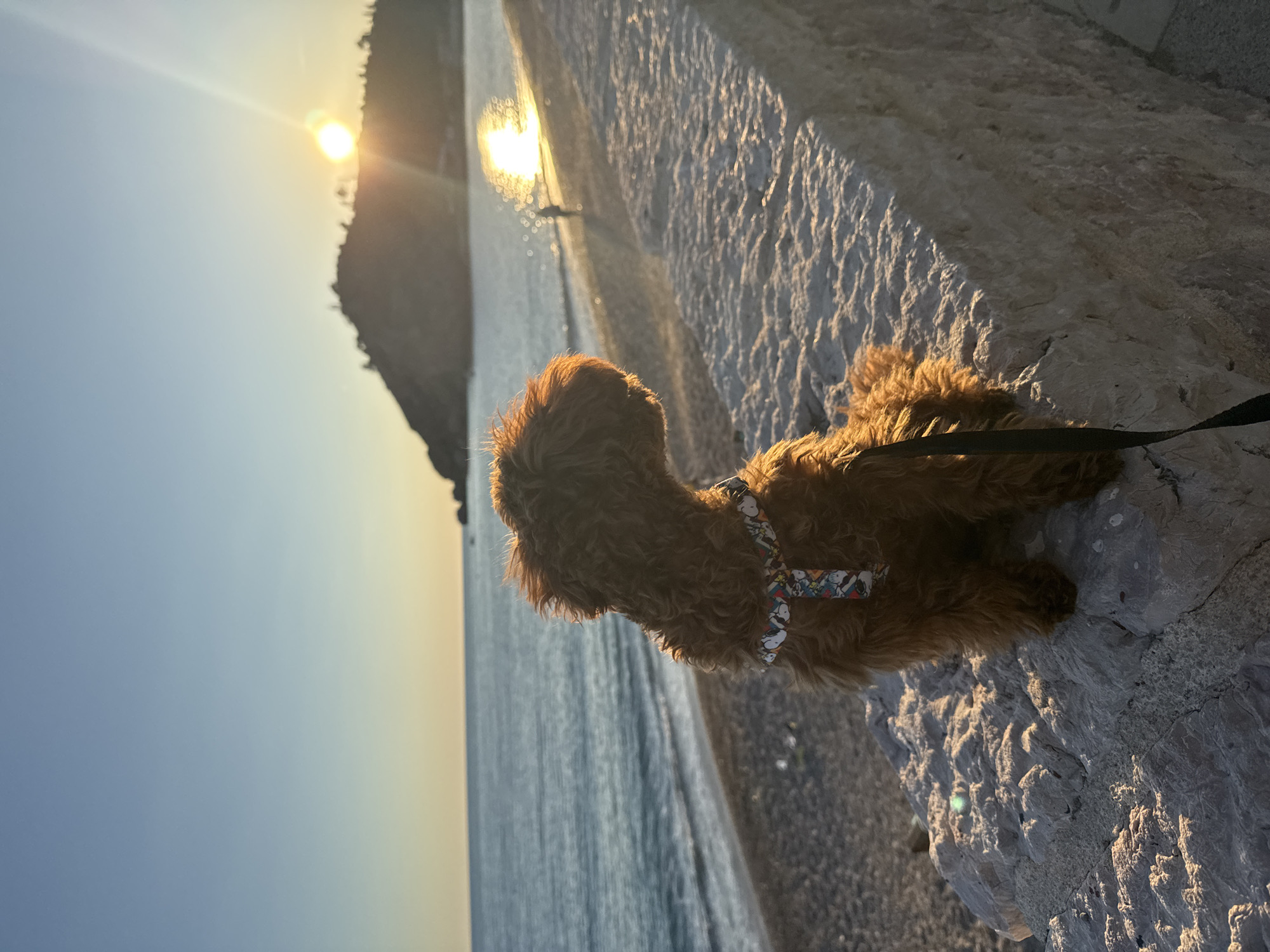Brown poodle enjoys sunset beach visit in Montenegro