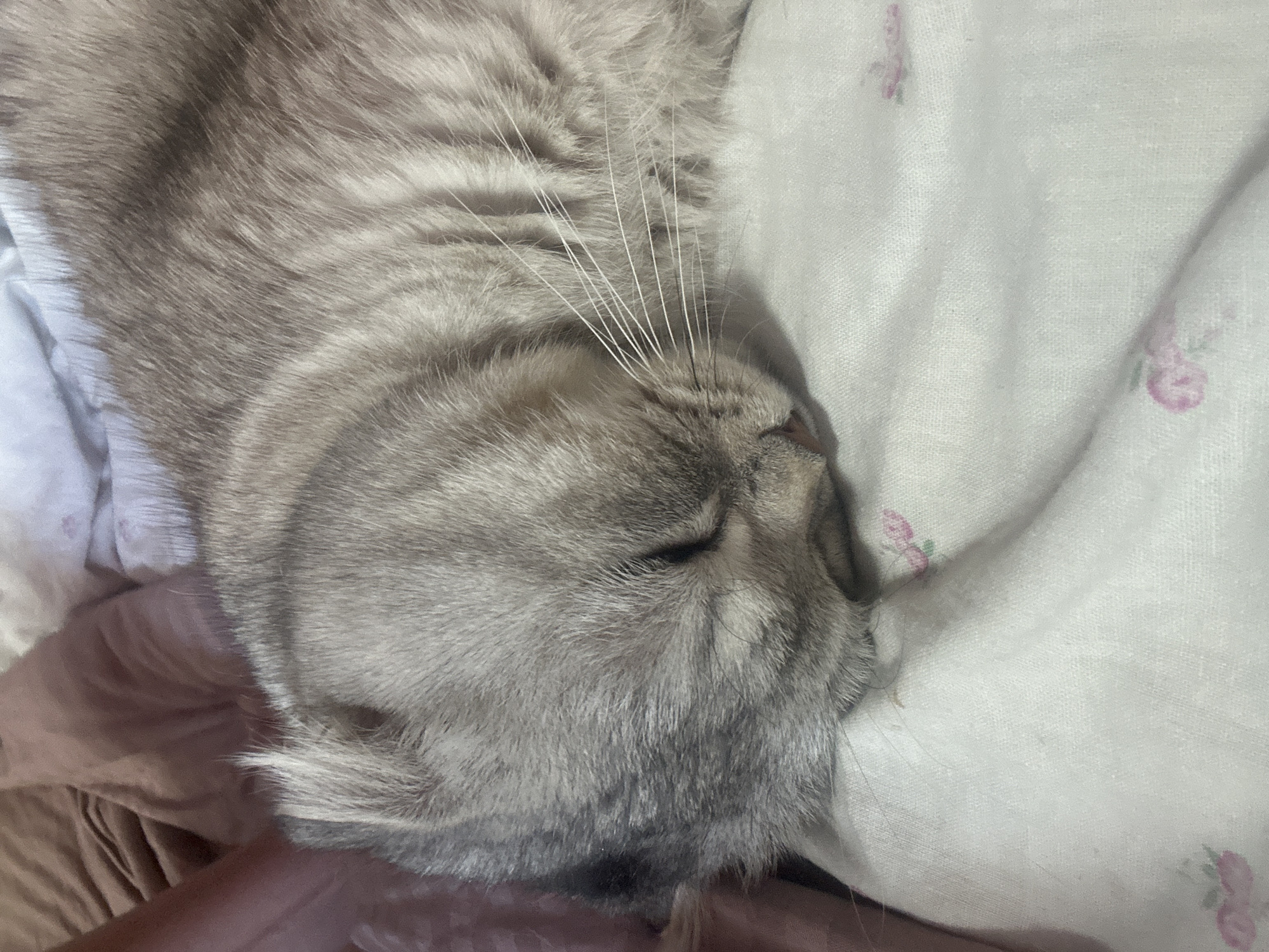 Cat sleeps on floral bedding in Kerch