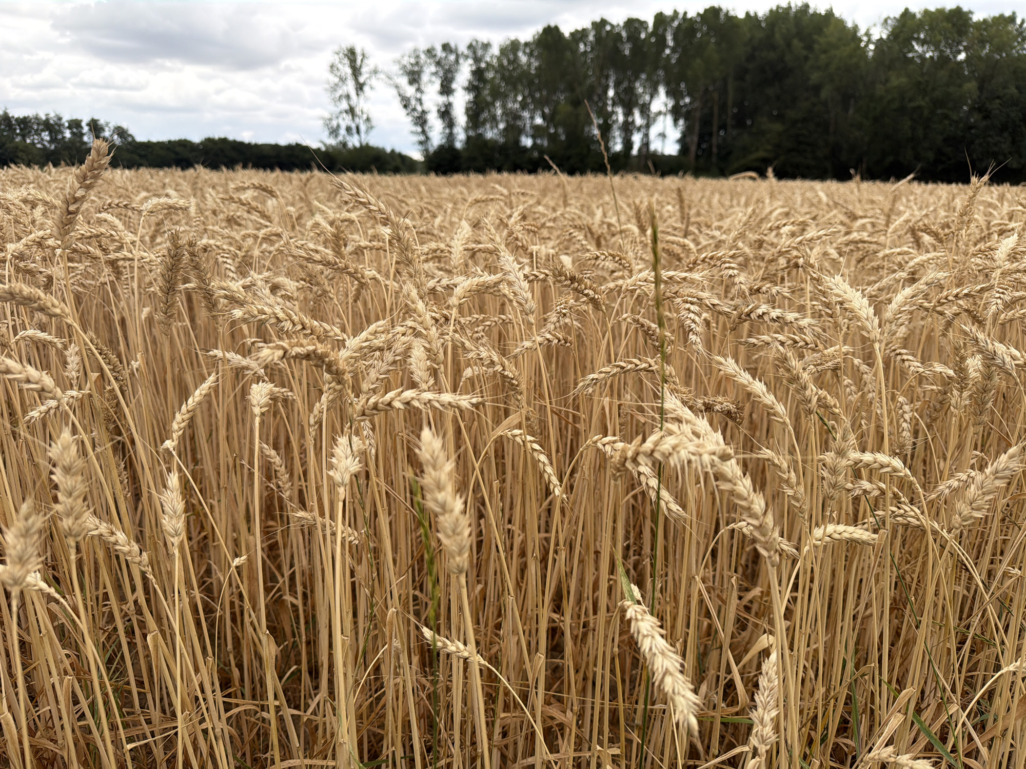 Summer farmland in Melick: crops, horses, and wildflowers