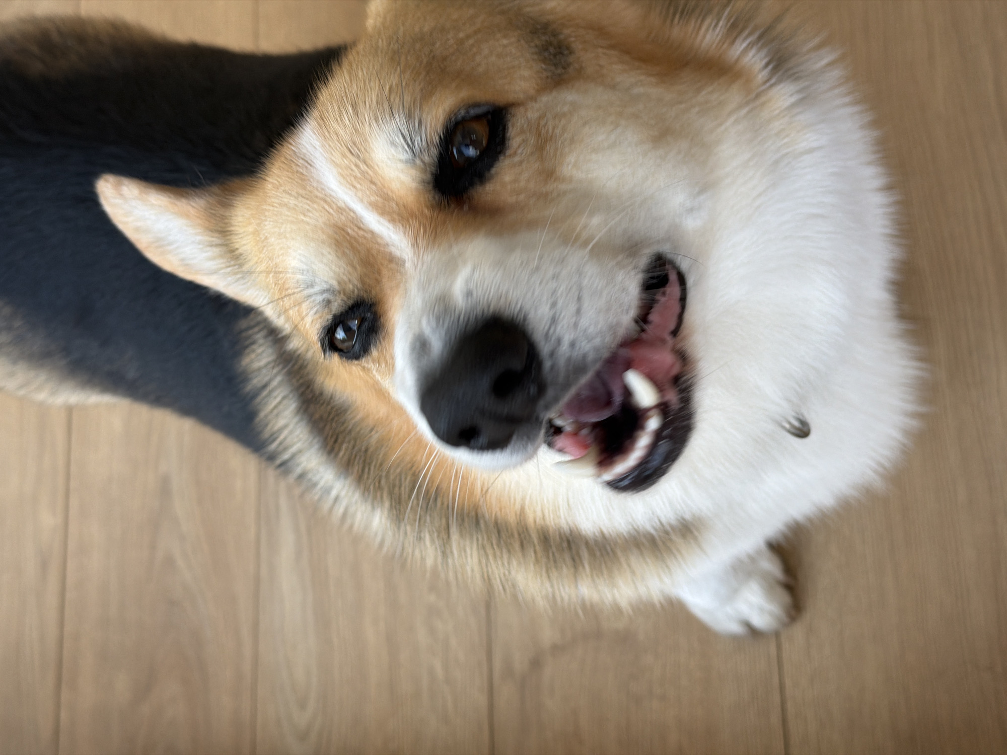 Corgi close-ups and casual moments in Gangloff
