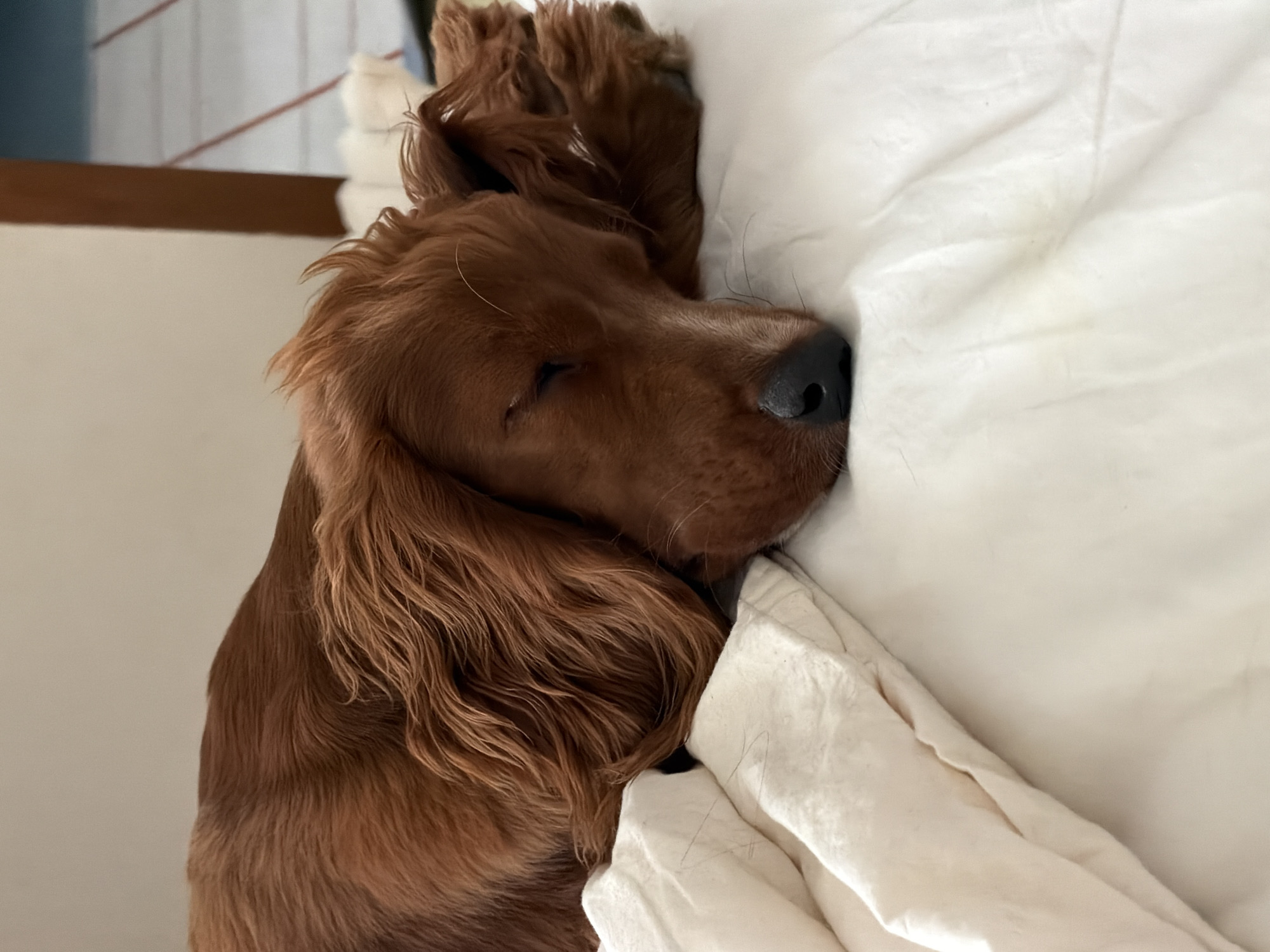 Two dogs rest on white bedding in Chang Phueak