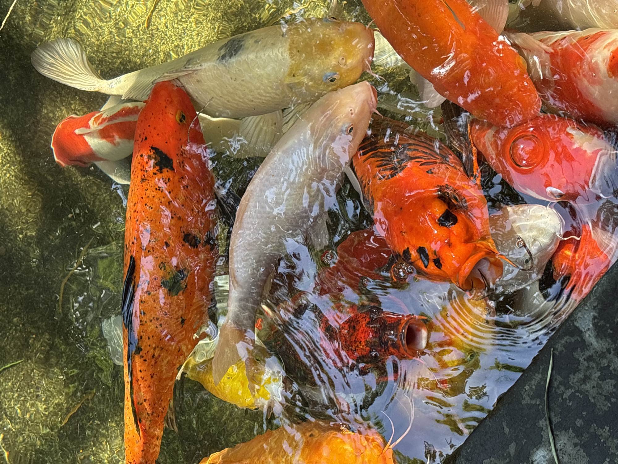 Morning koi pond visit and breakfast in Rawai