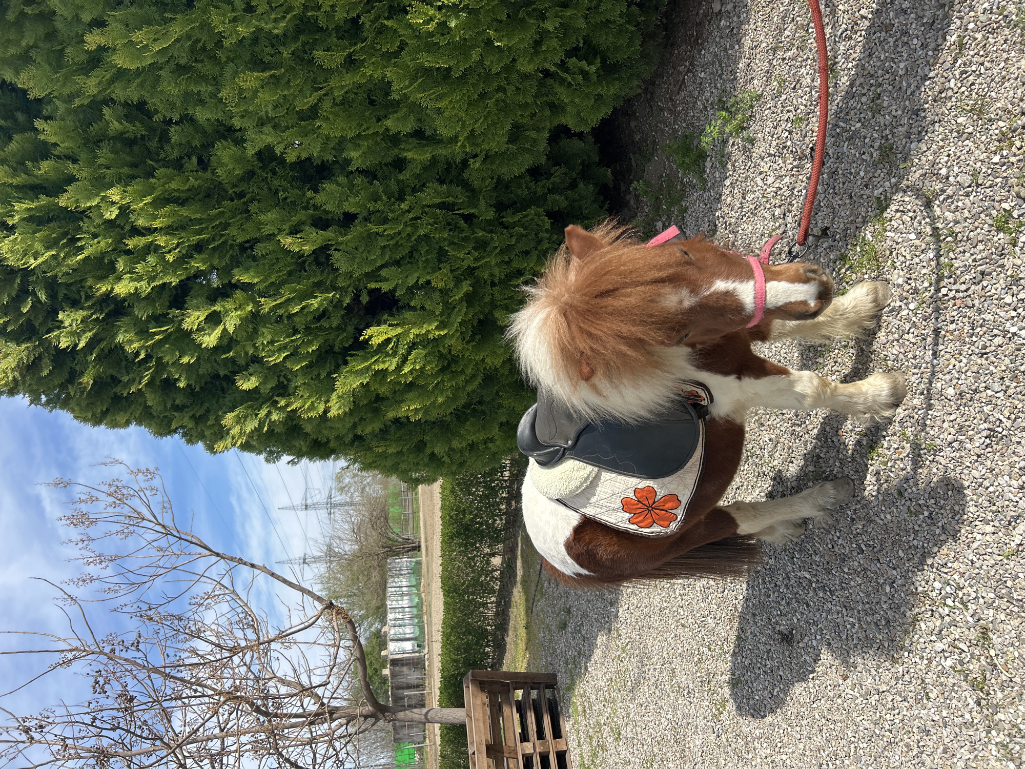 Miniature horse with handler spotted in Plovdiv, Bulgaria