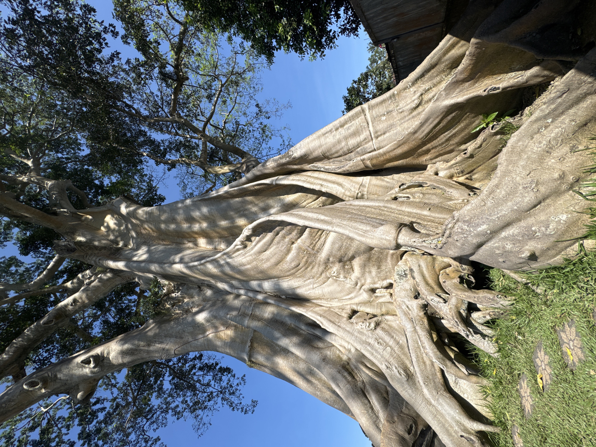 Large tree with exposed roots documented in Marga, Indonesia
