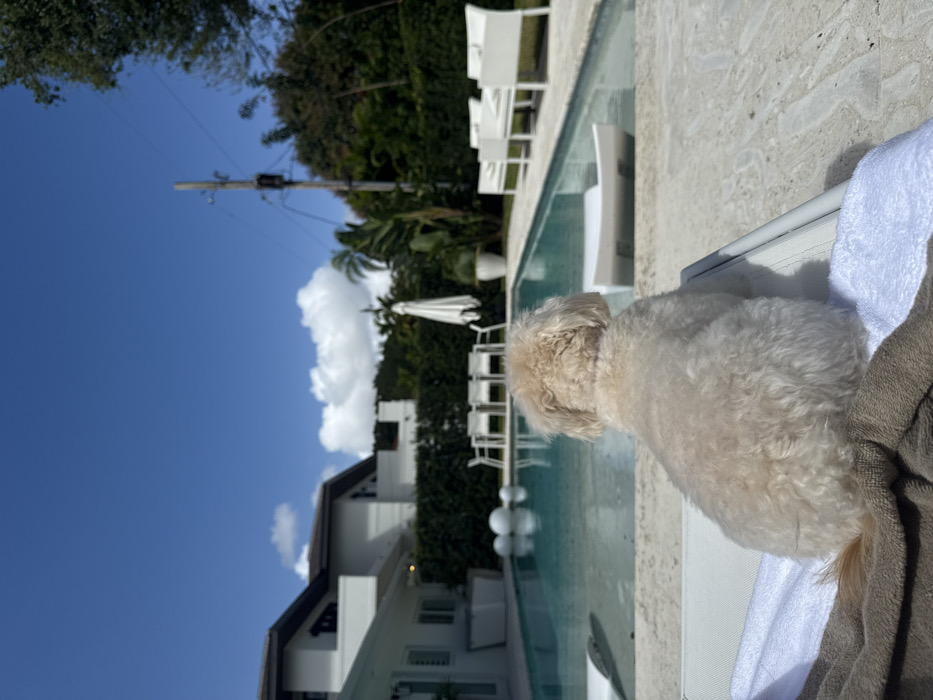 Dog and person relax on patio furniture in Coral Gables