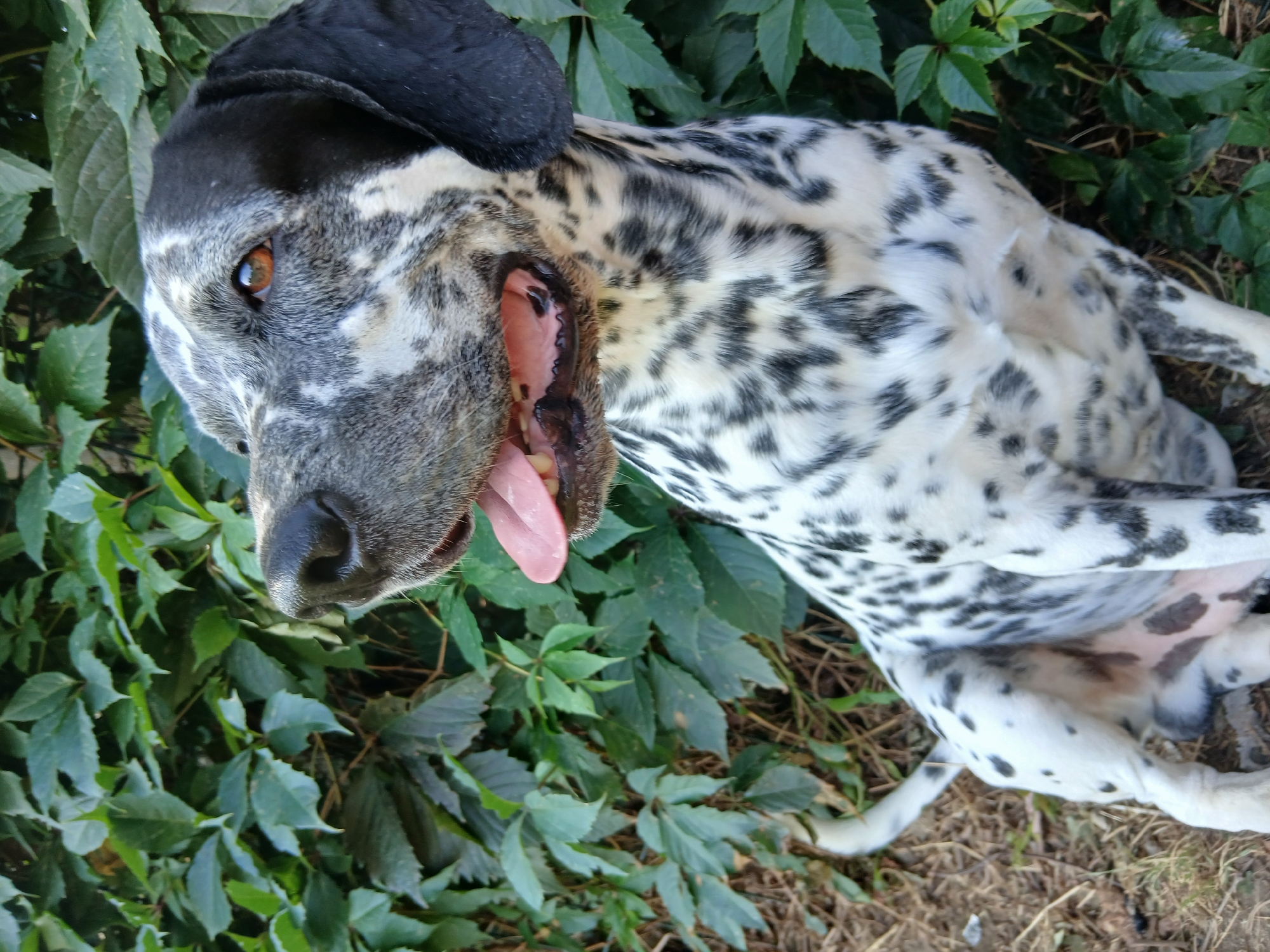 Dalmatian hanging out outdoors, meeting another dog.
