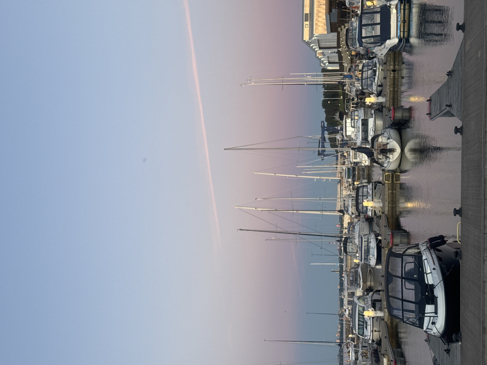 Tallinn's Baltic waterfront at golden hour, swans included