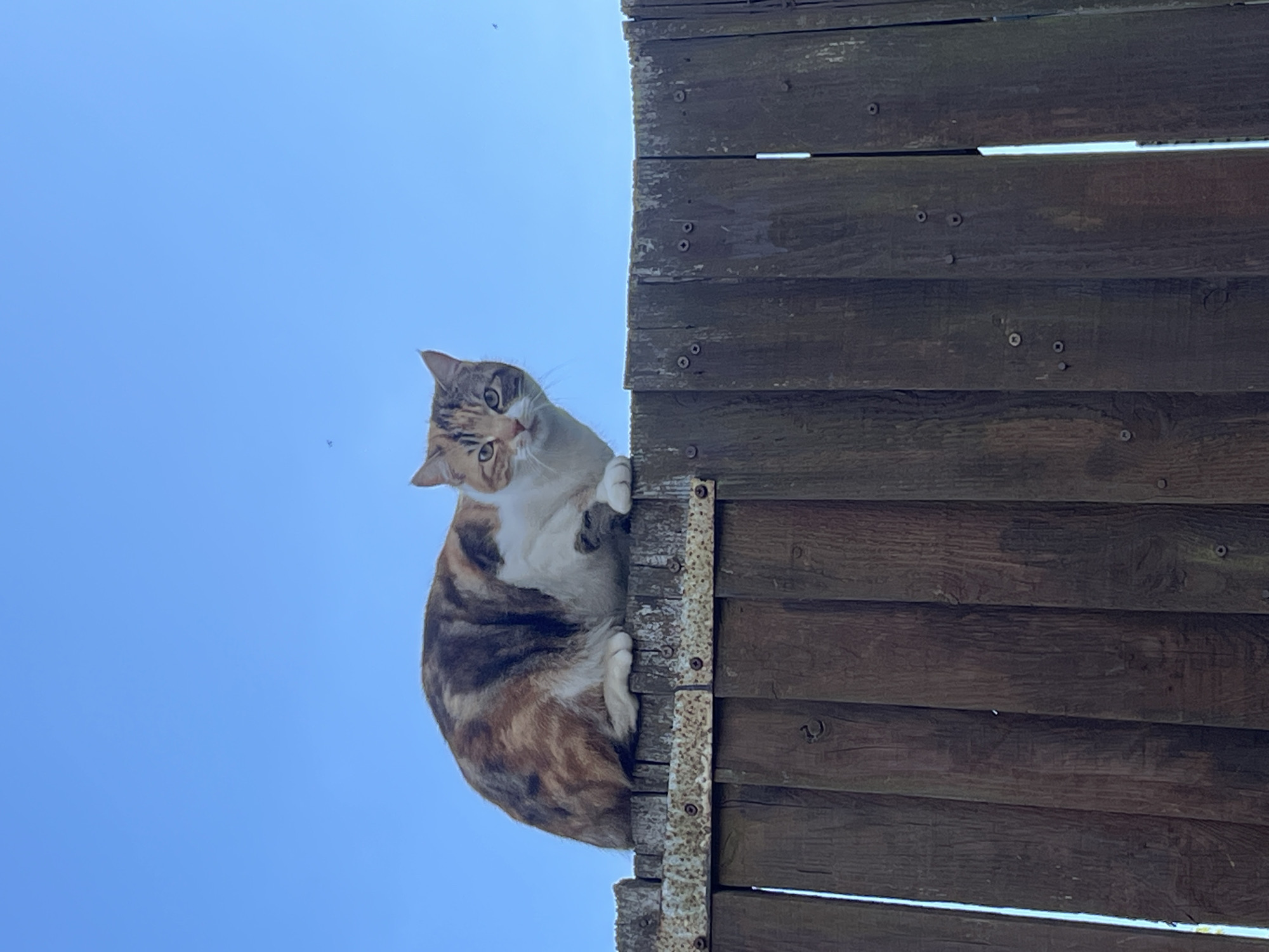 Calico cat spotted on wooden fence in Maidstone
