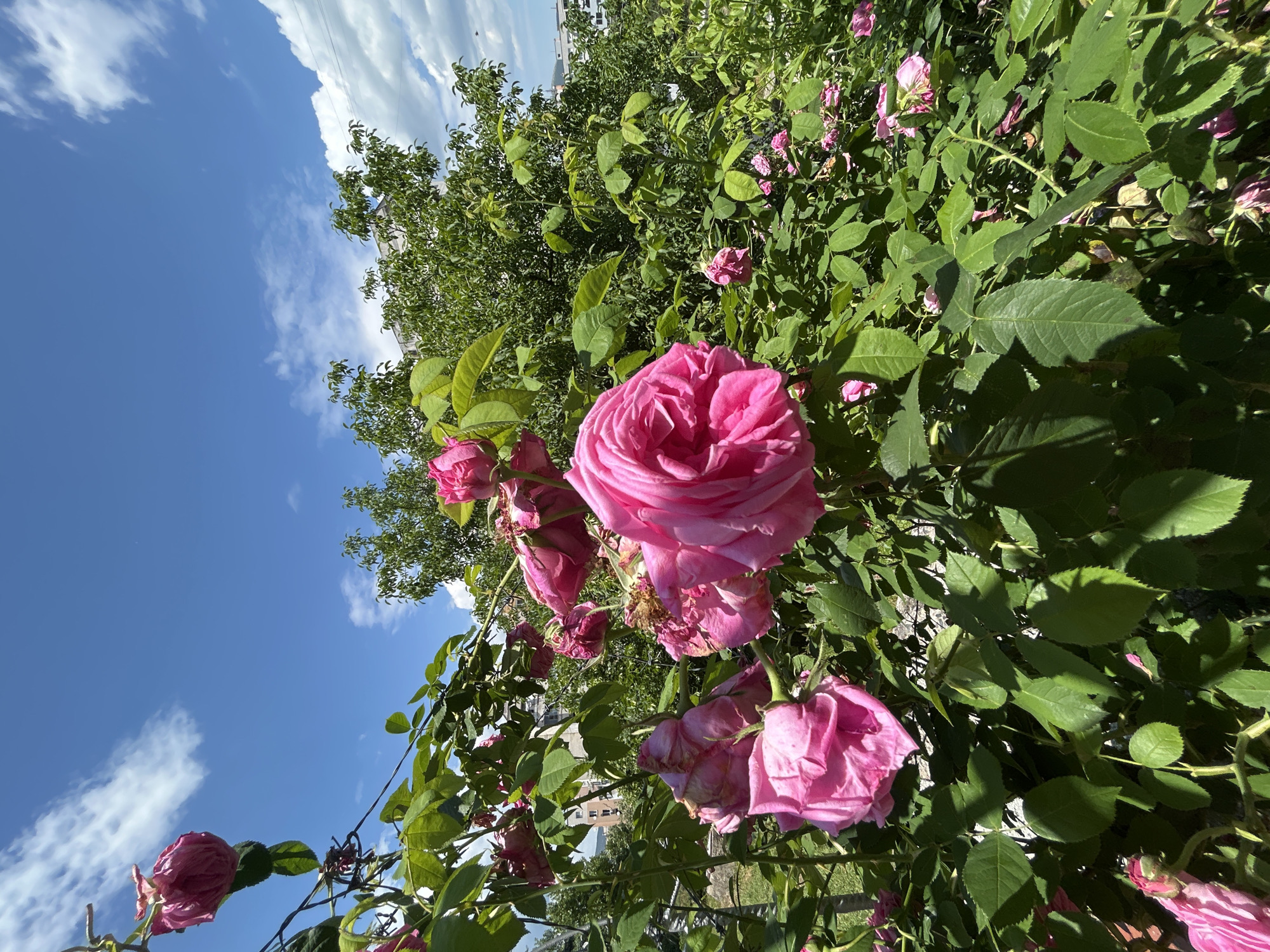 Morning stroll through rose gardens and parks in Kardzhali, Bulgaria