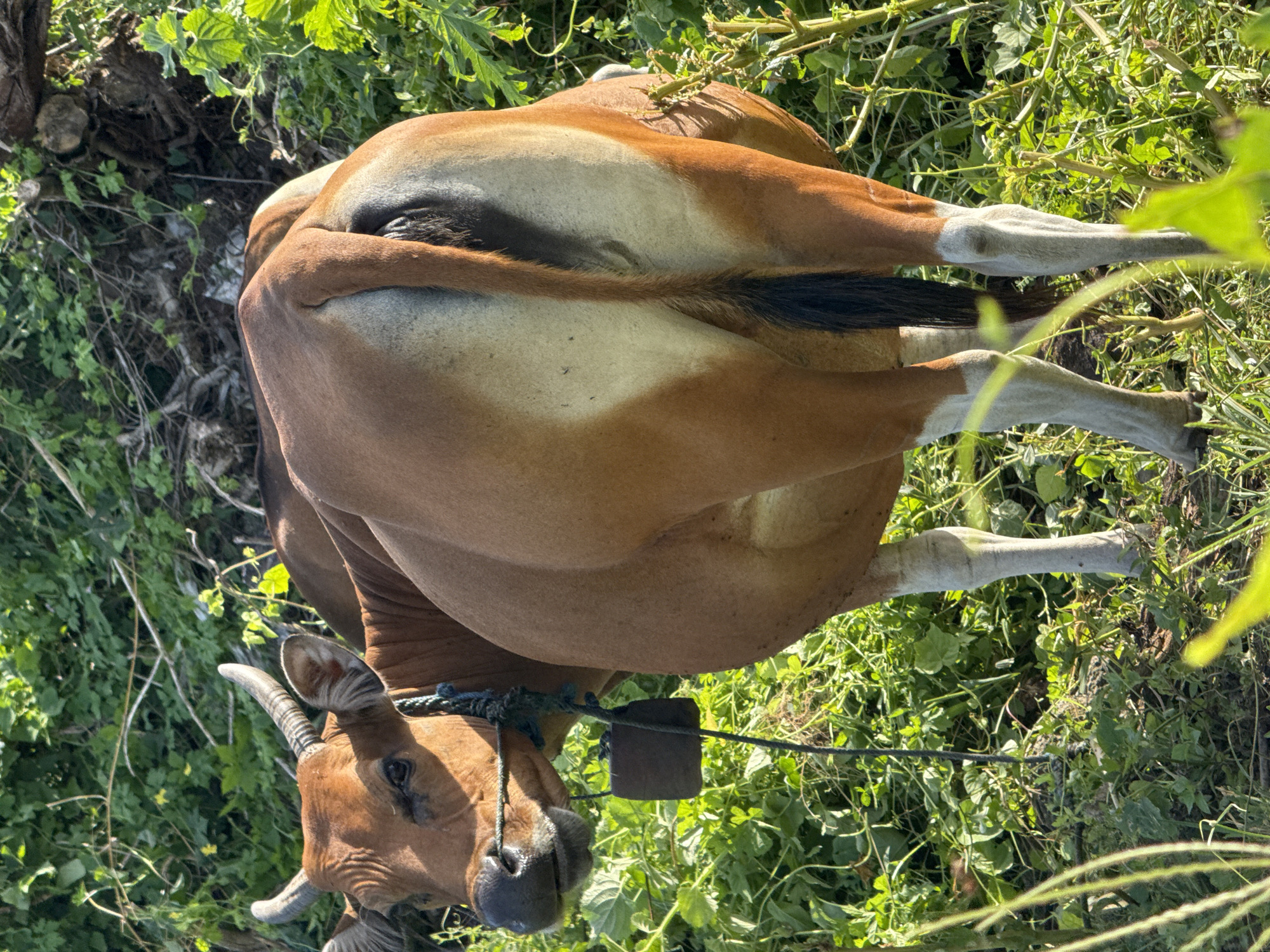 Livestock and stray animals observed in Kuta Indonesia