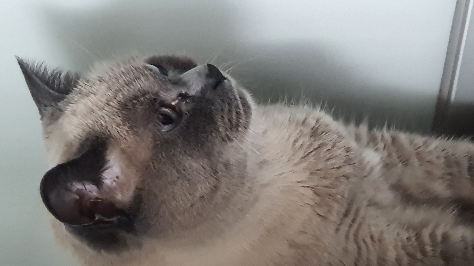 Siamese cat at home in Krasnoyarsk, multiple angles