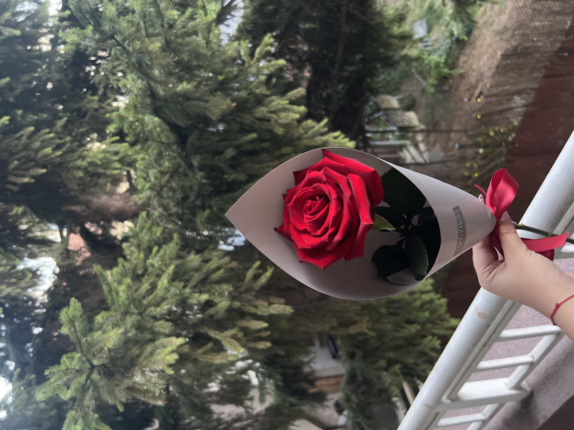Red rose moment in Sofia with a branded graphic overlay