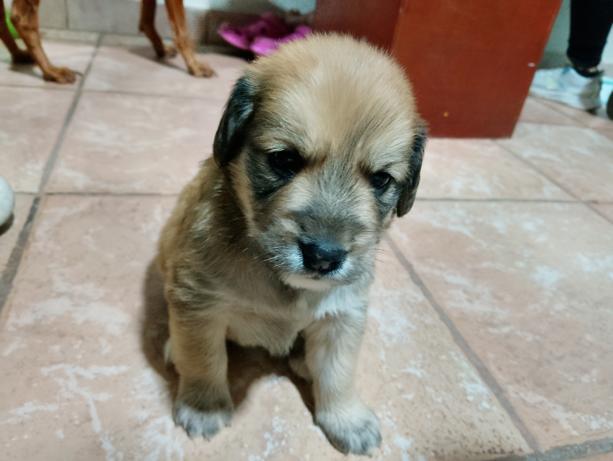 Puppy sits on tile floor in Caracas home