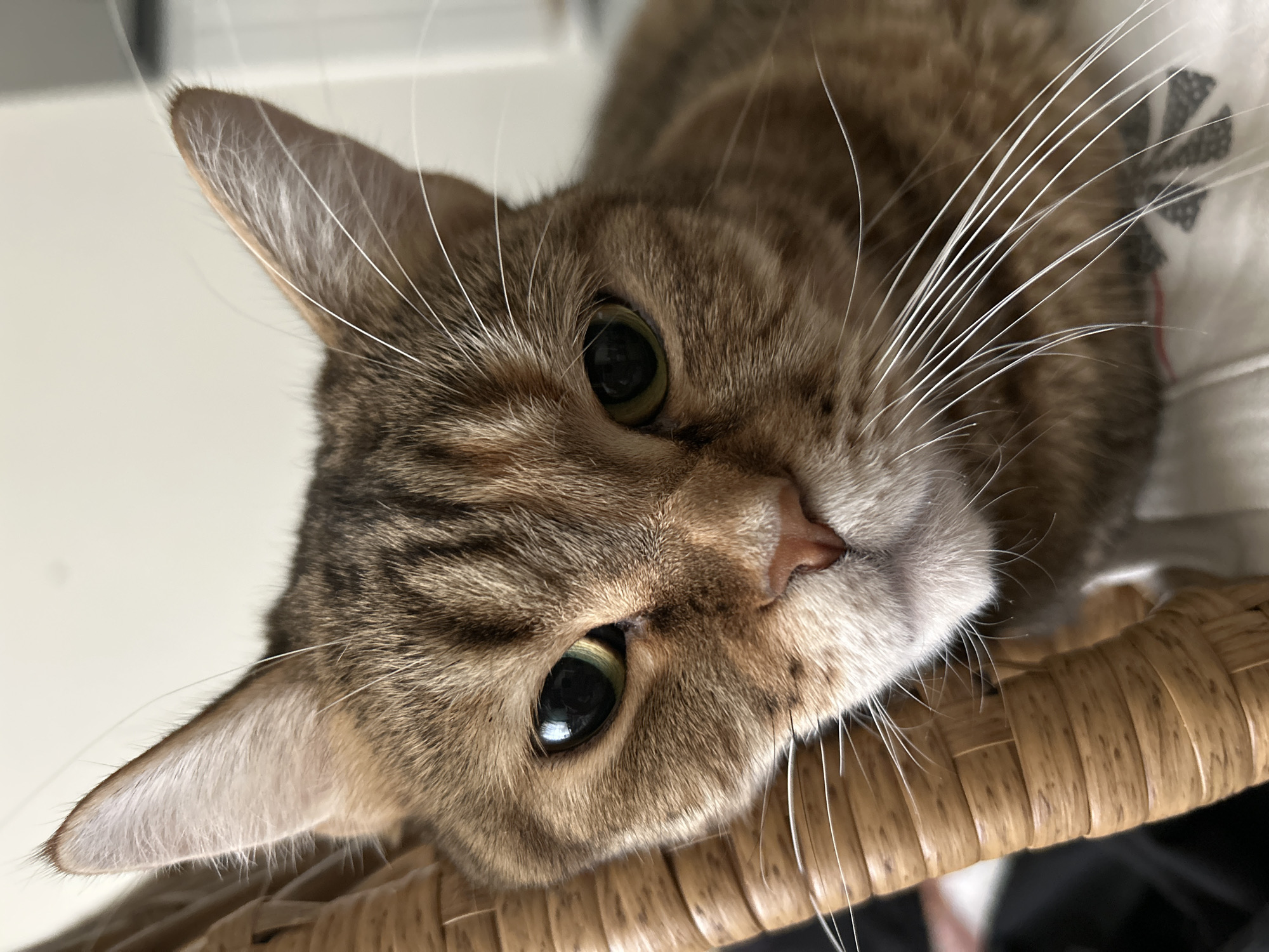 Tabby cat with green eyes photographed resting in Moscow
