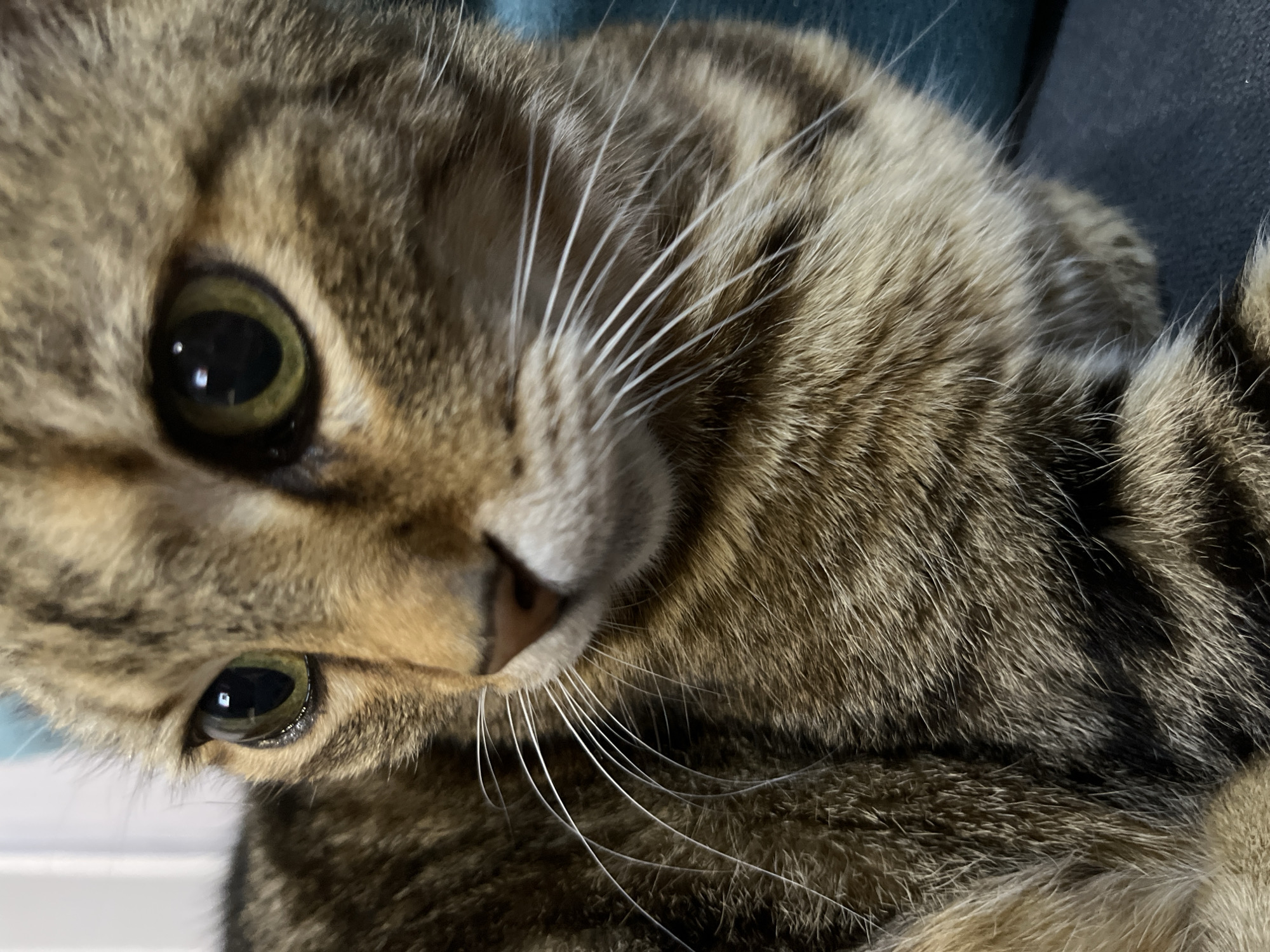 Tabby cat relaxing indoors in Ruse, cloudy skies outside