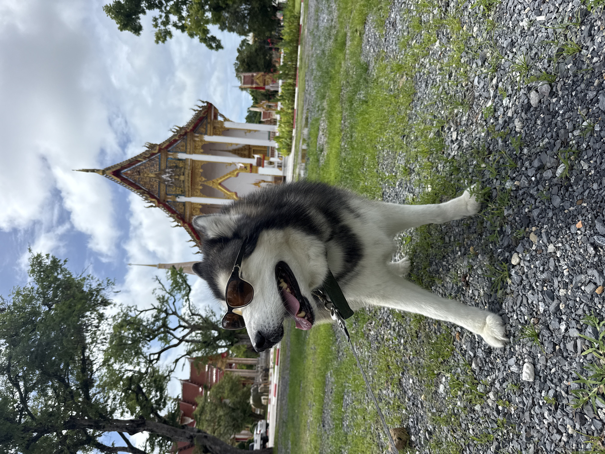 Husky, parrot, and food — a casual Chalong morning