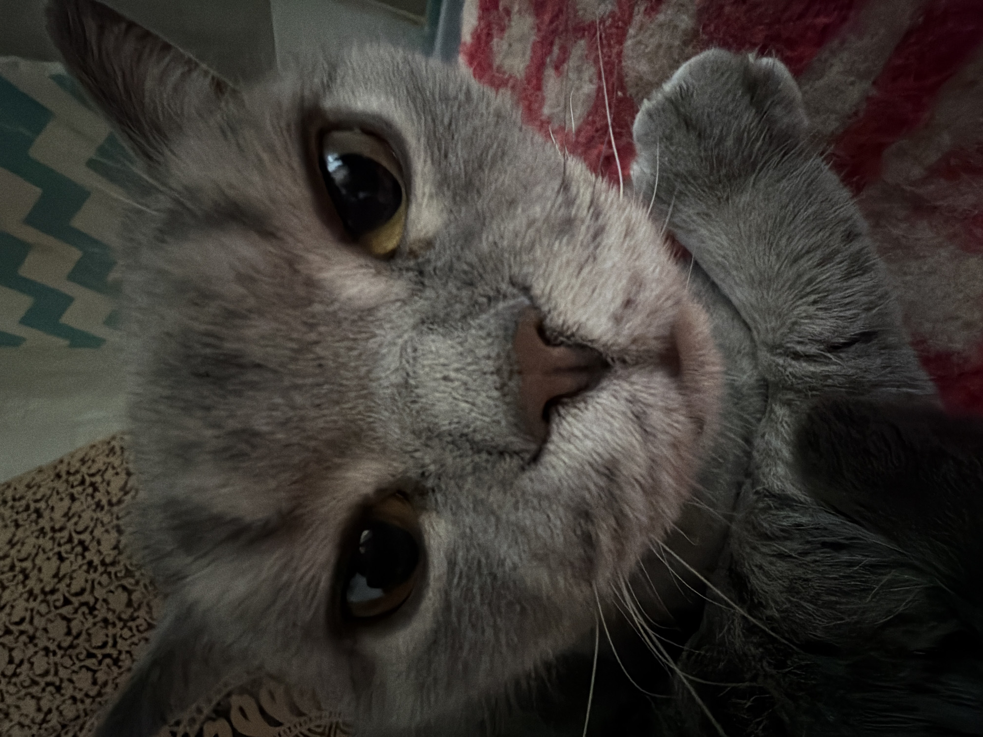 Quiet afternoon with grey cat captured in Perm home