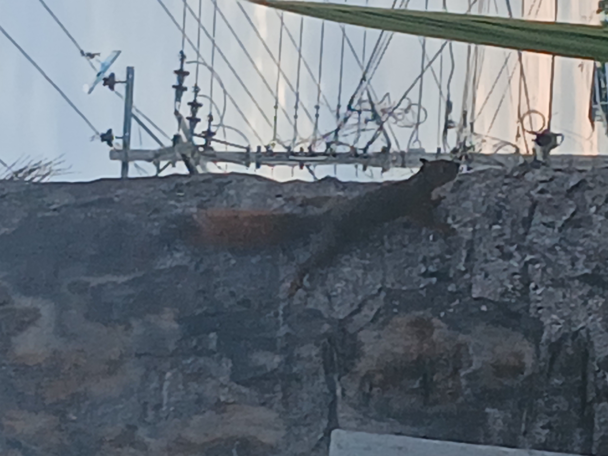 Squirrel spotted on stone wall in Tinaco, Venezuela