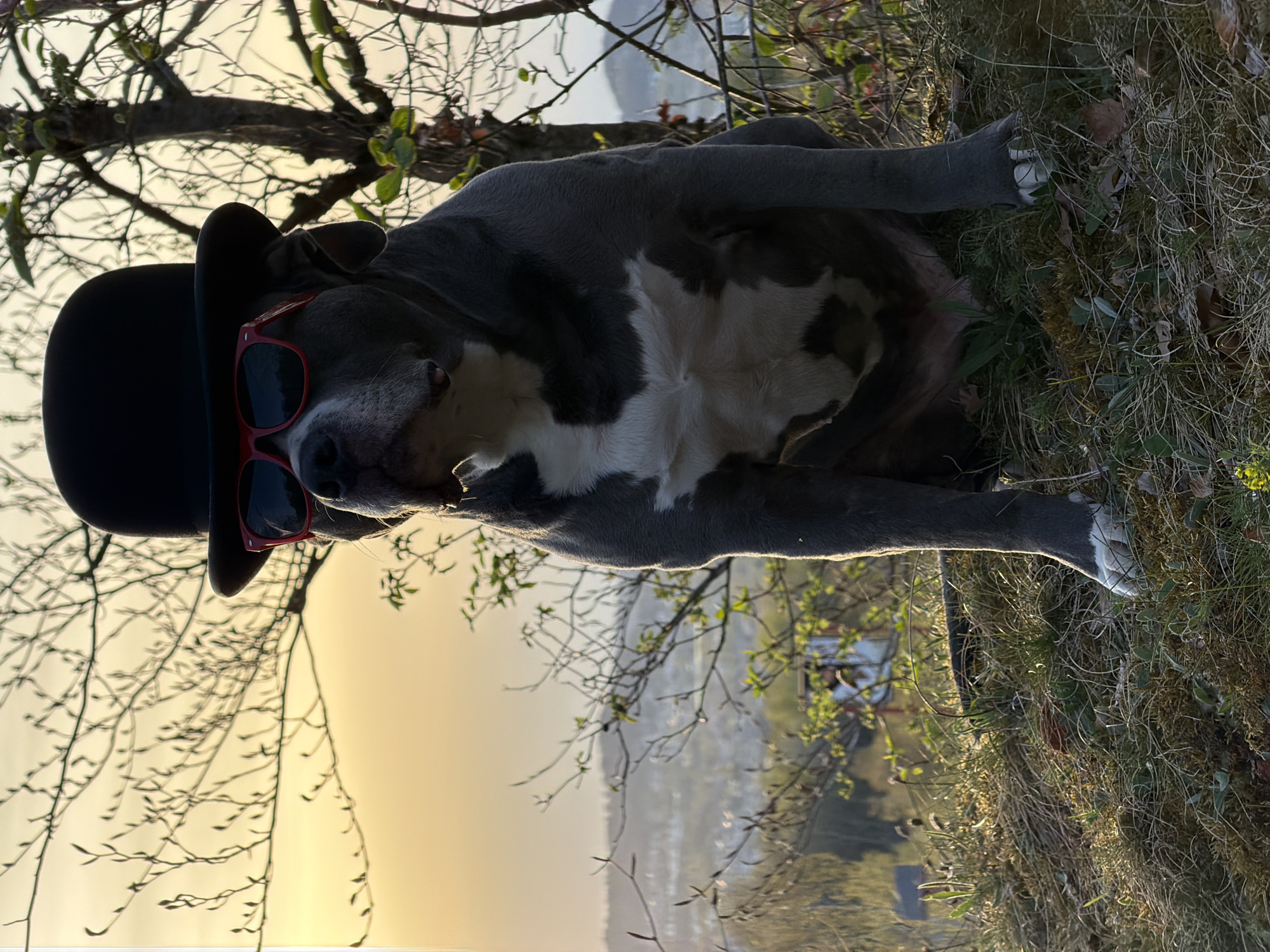 Dog in red sunglasses spotted in Luxembourg park