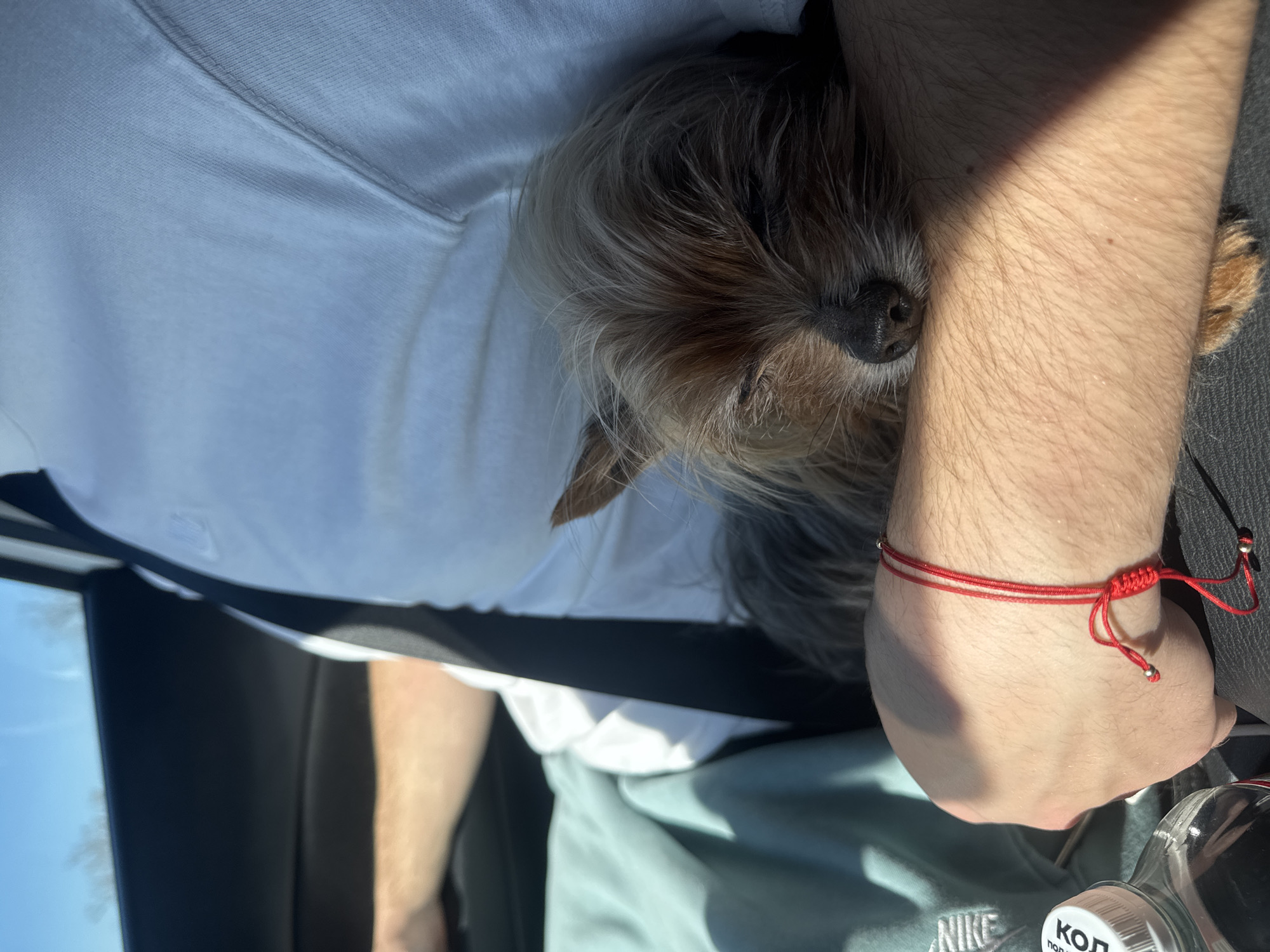 Small dog cuddles with owner inside car in Burgas