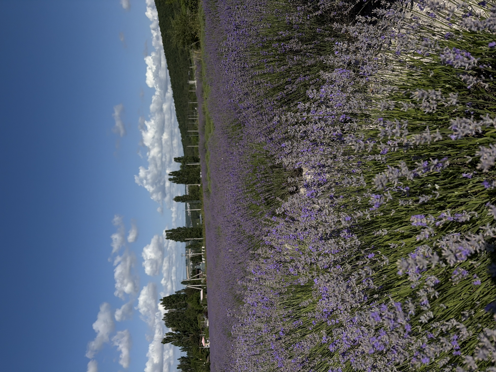 Lavender fields in full bloom, Gladkovskaya, Russia